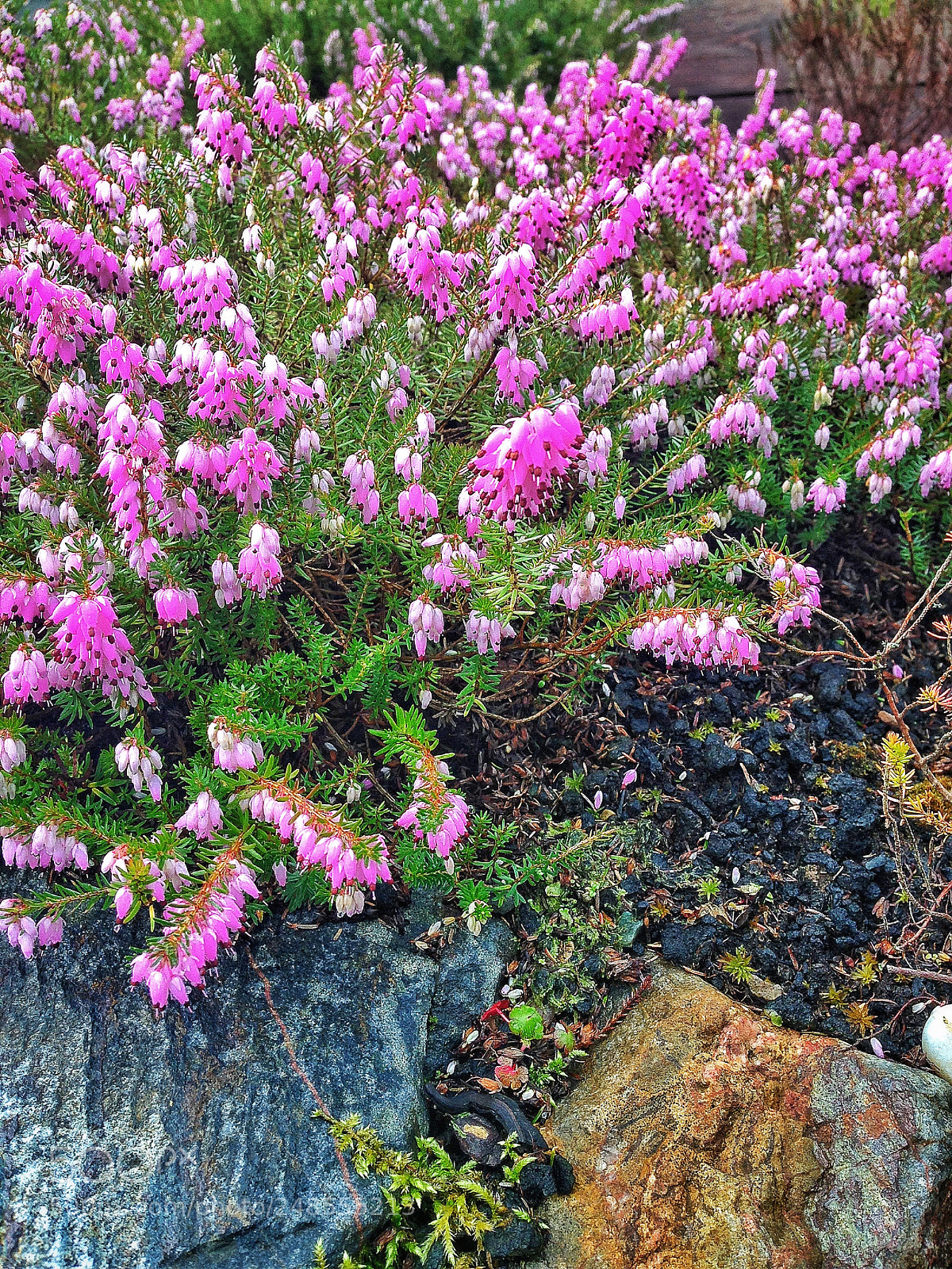 Apple iPhone 5c sample photo. Calluna vulgaris, scottish heather photography