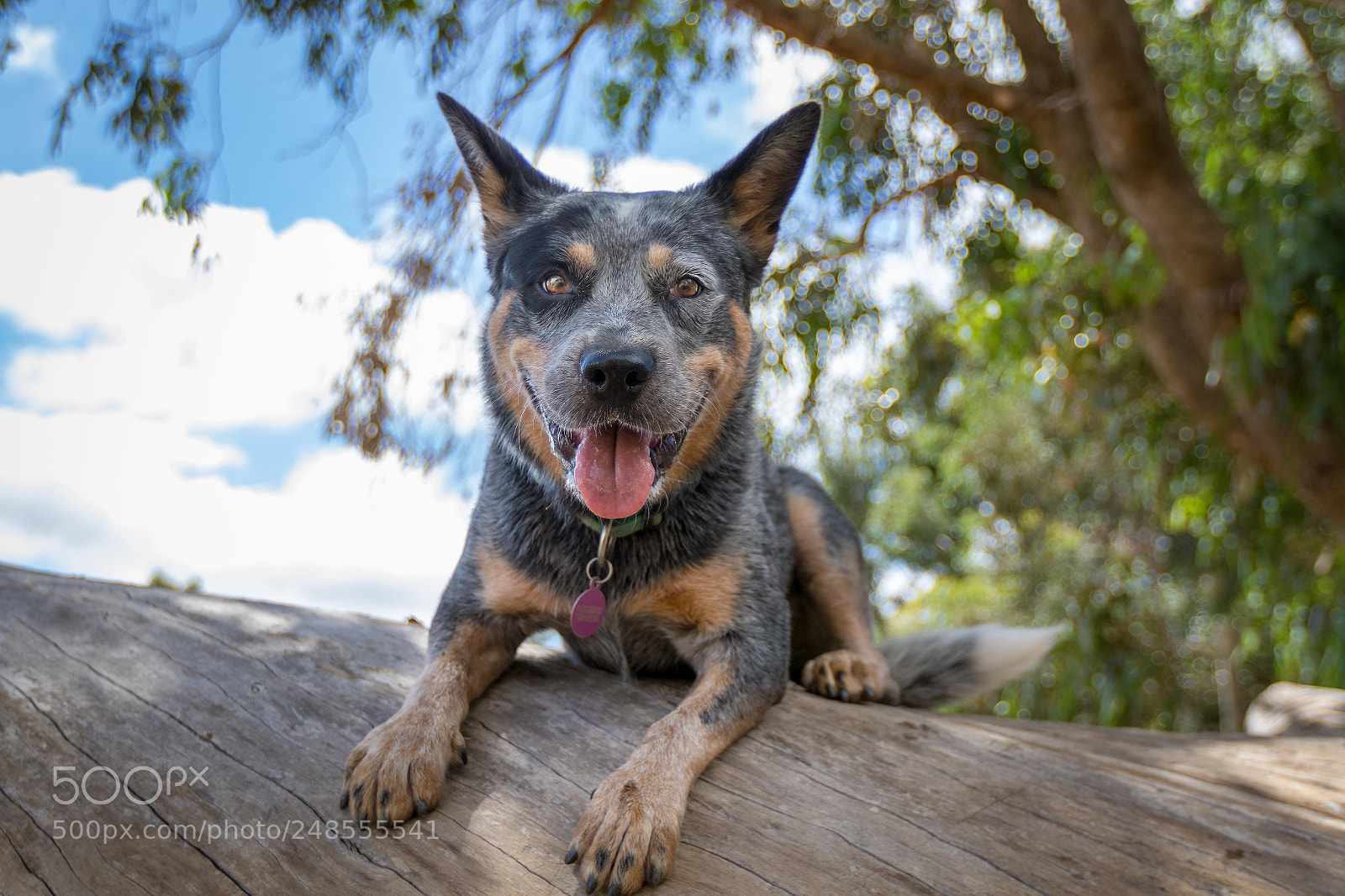 Canon EOS 7D Mark II sample photo. Senna photography