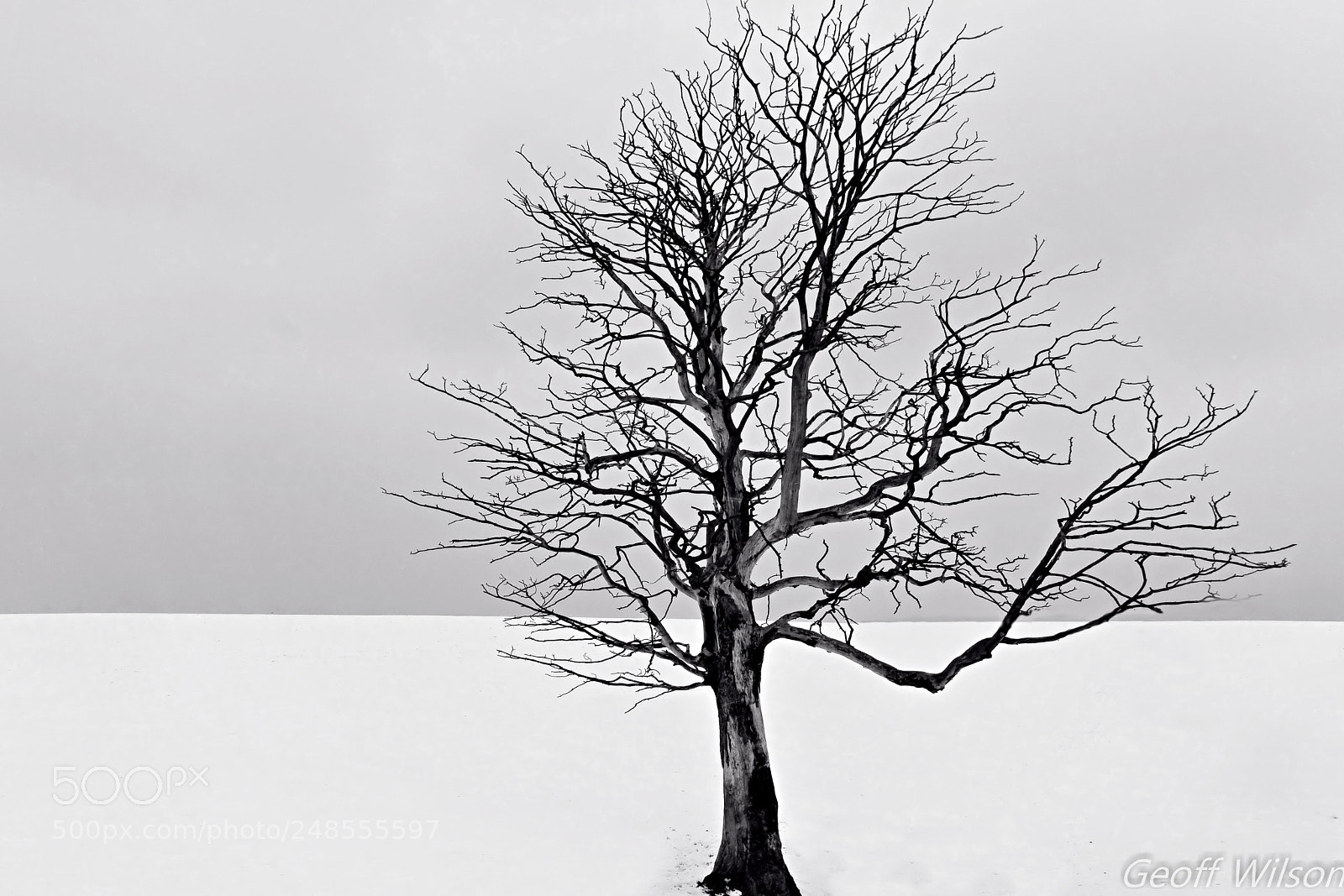 Sony a6000 sample photo. Lone tree photography