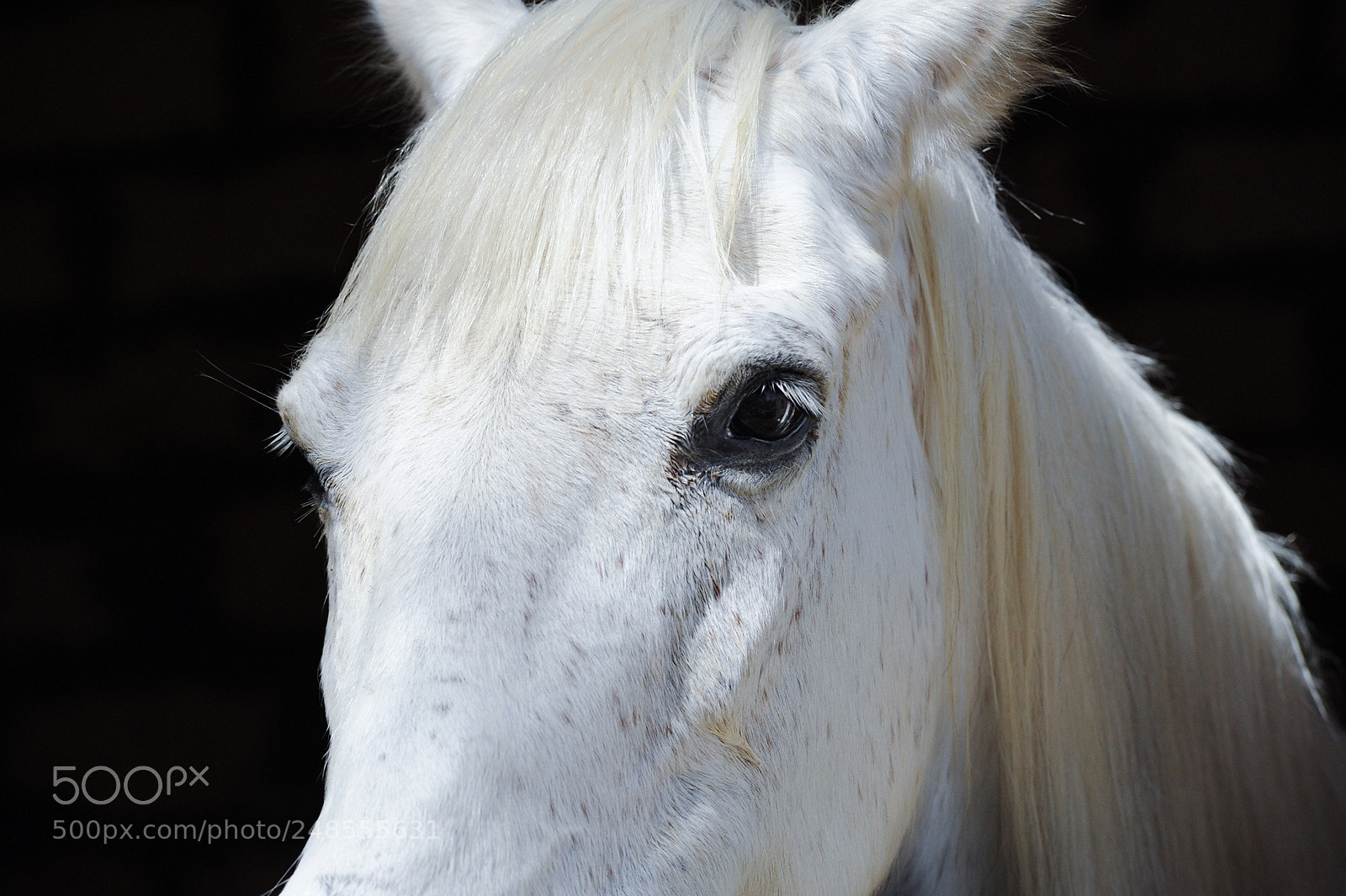 Nikon D700 sample photo. Wight photography