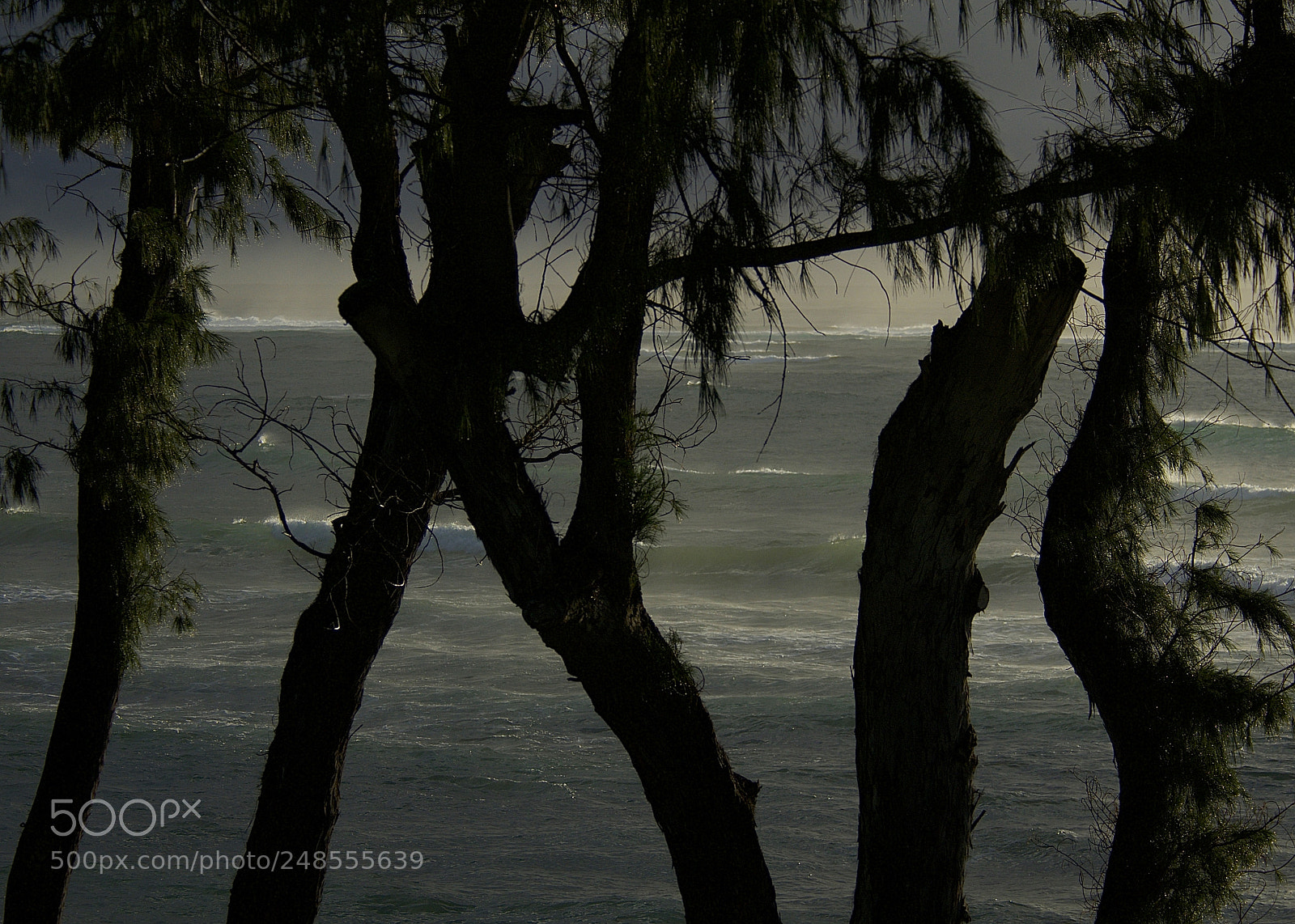 Nikon D300 sample photo. Rhapsody in green photography