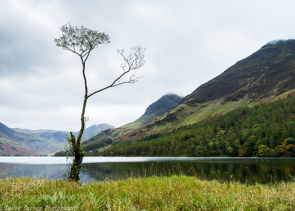 Nikon D7200 sample photo. Lone tree, buttermere, lake photography