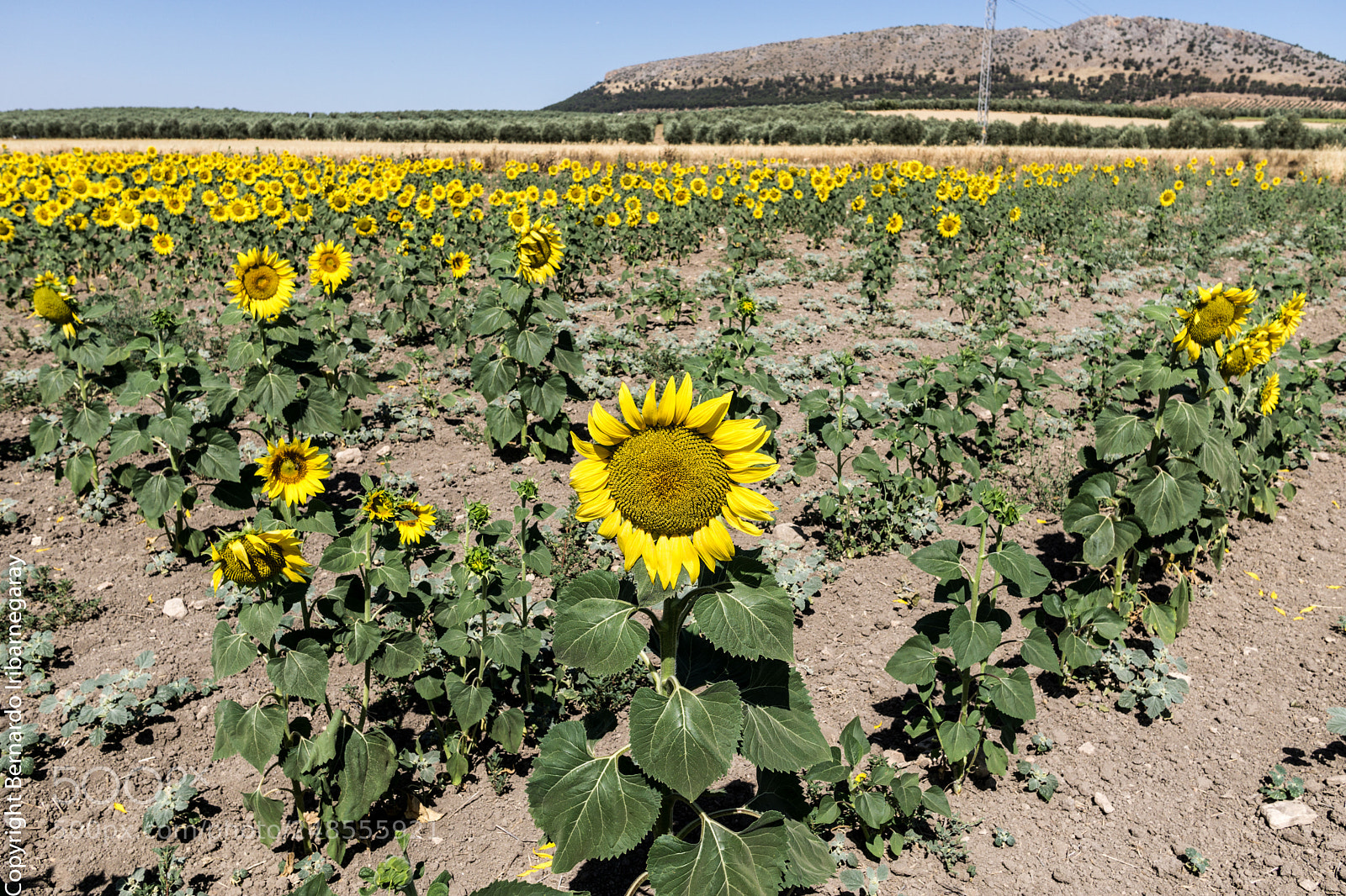 Sony a6000 sample photo. Los girasoles photography