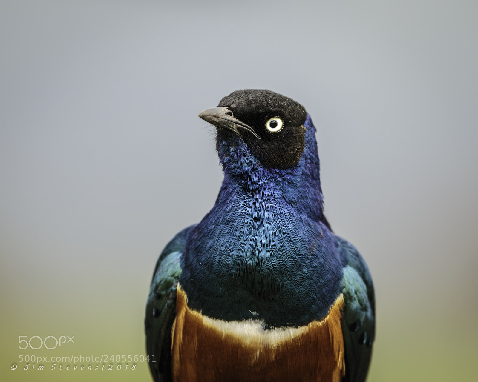 Canon EOS-1D X sample photo. Superb starling closeup photography