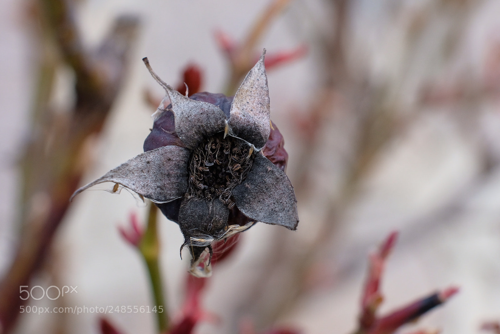 Fujifilm X-T2 sample photo. Dry rose bud fujifilm photography