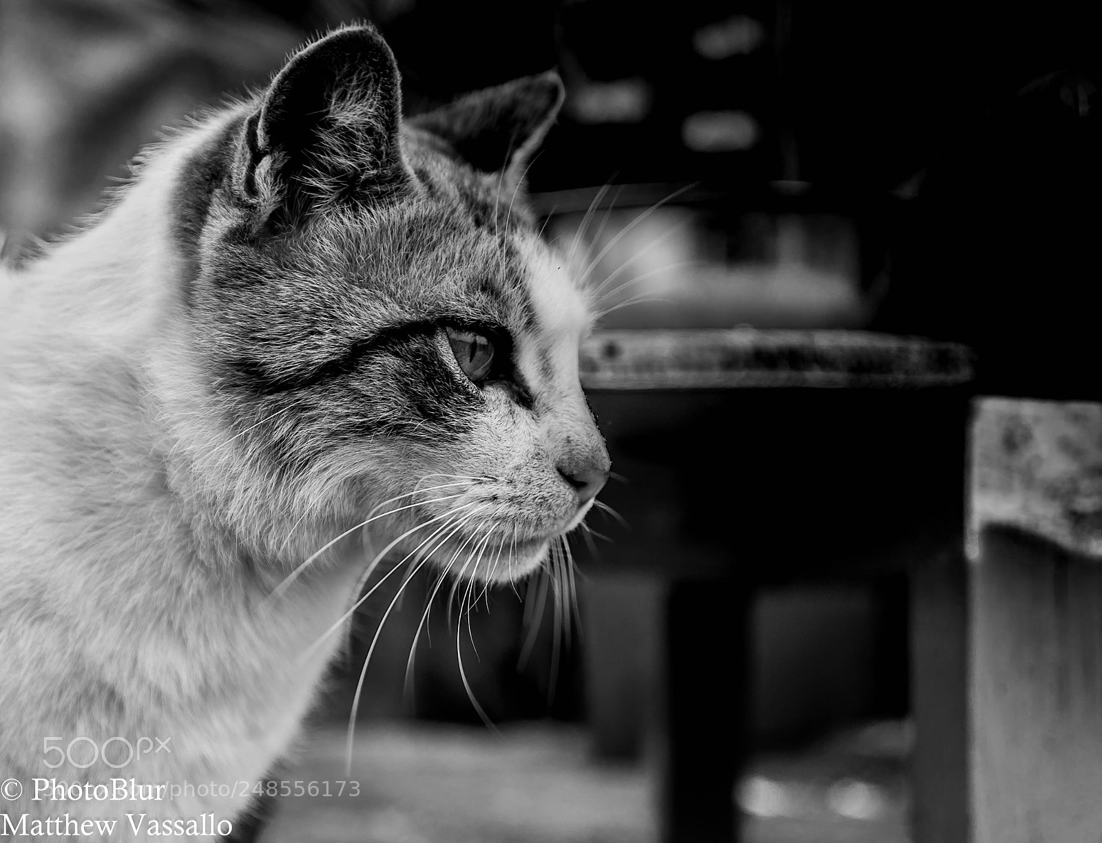 Sony a7R II sample photo. Ready for action photography