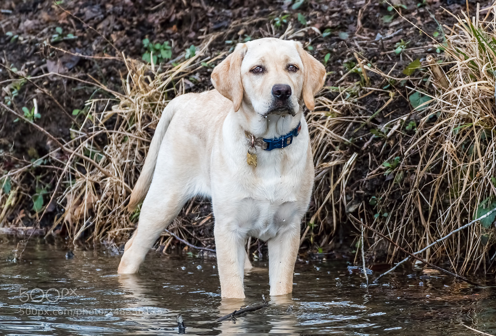 Nikon D500 sample photo. Dog treat photography