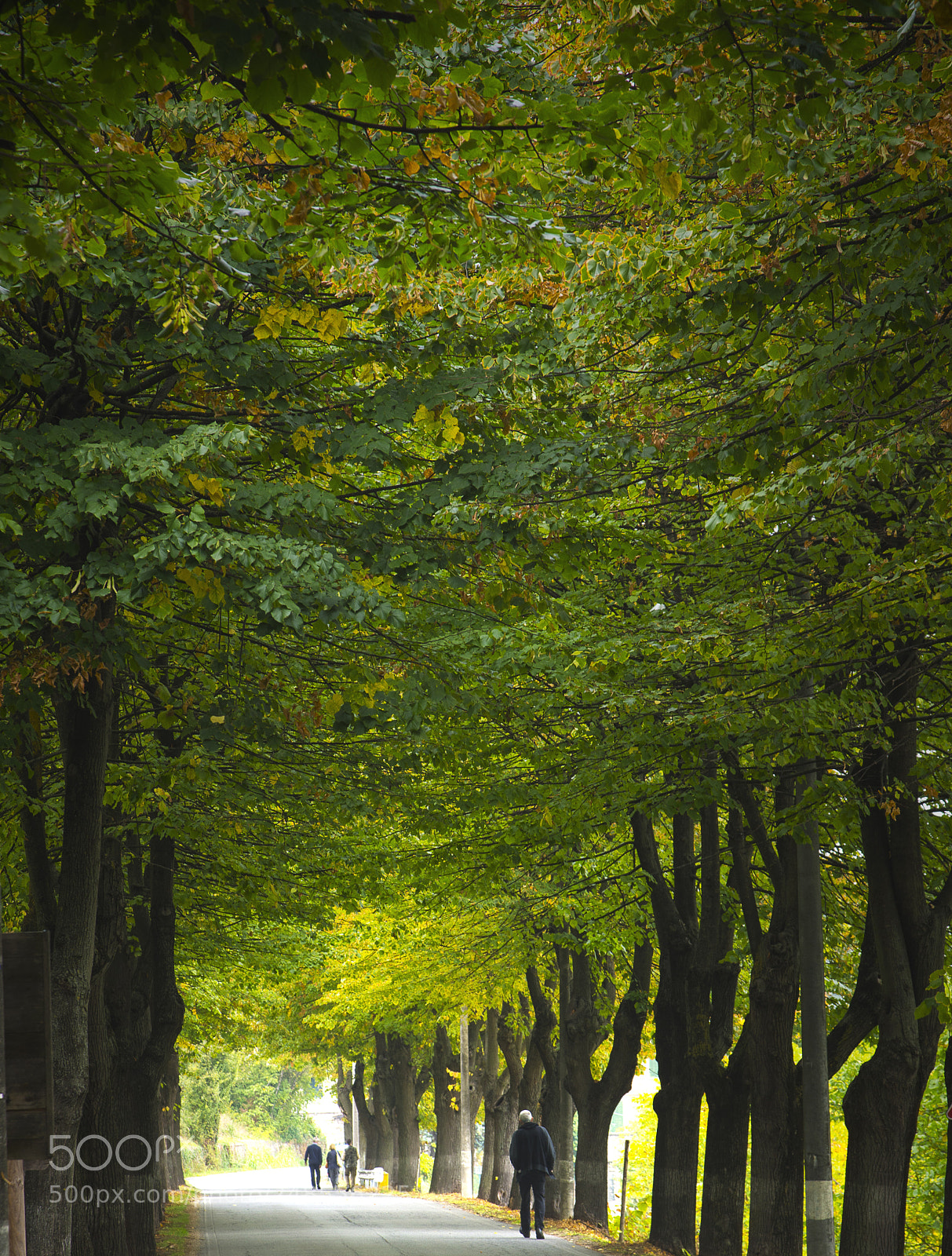 Nikon D7200 sample photo. Trees photography