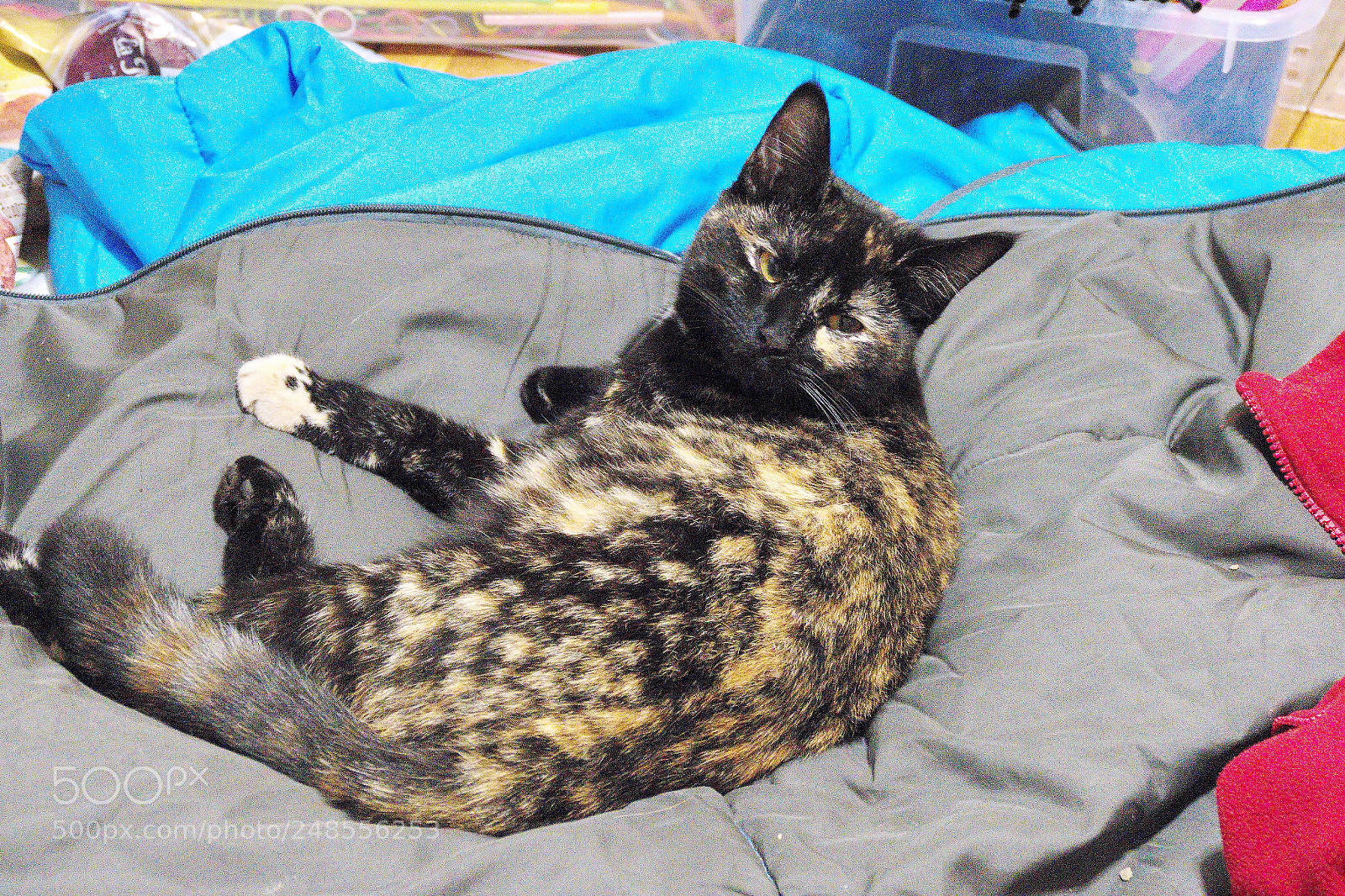 Panasonic Lumix DMC-FZ1000 sample photo. Cc () photography
