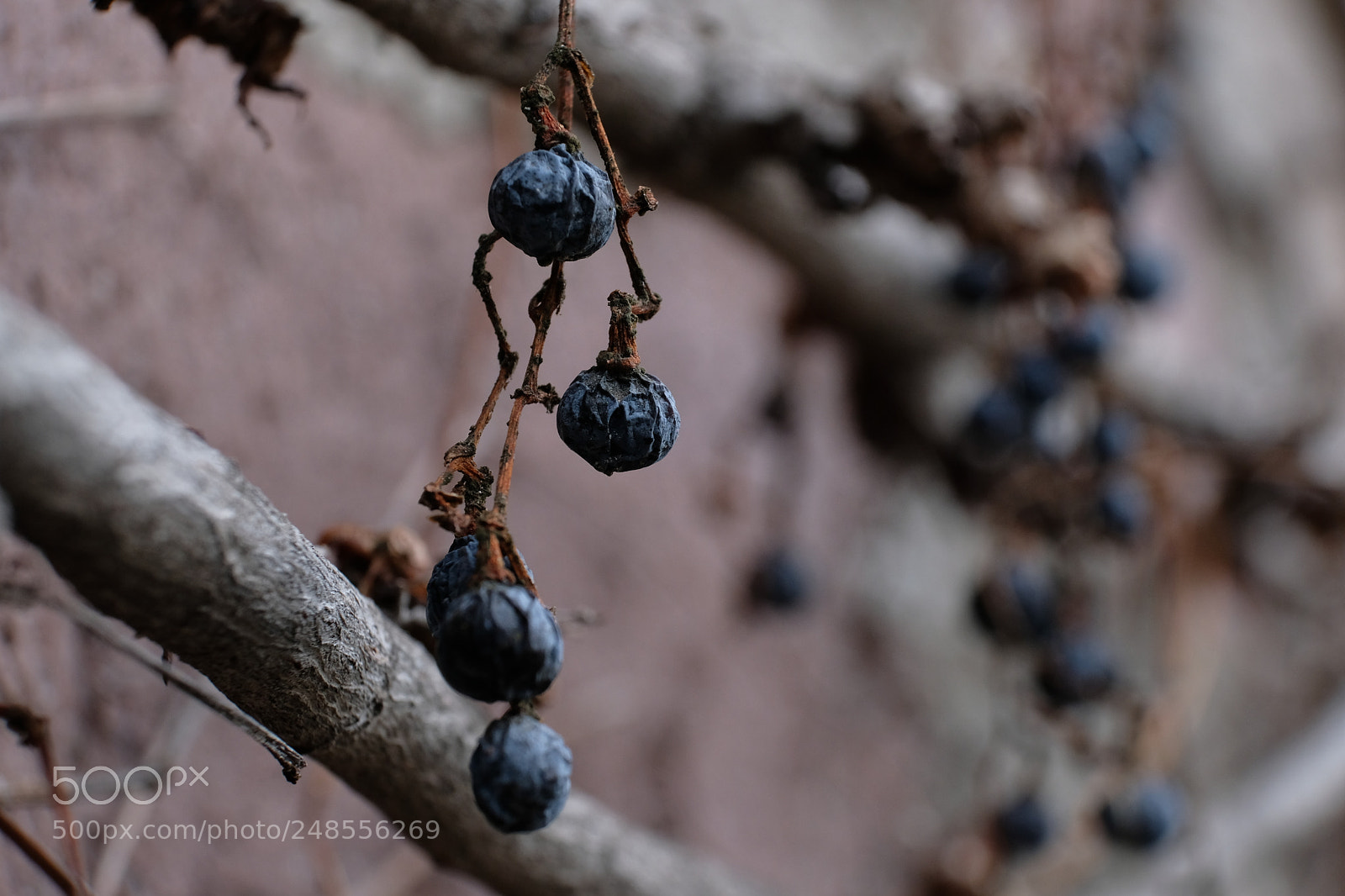 Fujifilm X-T2 sample photo. Dry grape fujifilm x-t2 photography