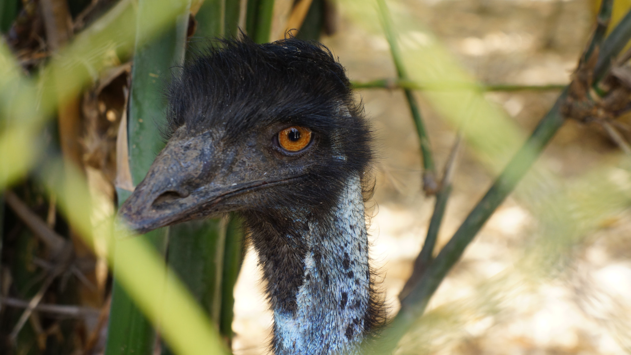 Sony Alpha NEX-7 + Sony E 18-55mm F3.5-5.6 OSS sample photo. Into the eyes of an emu photography