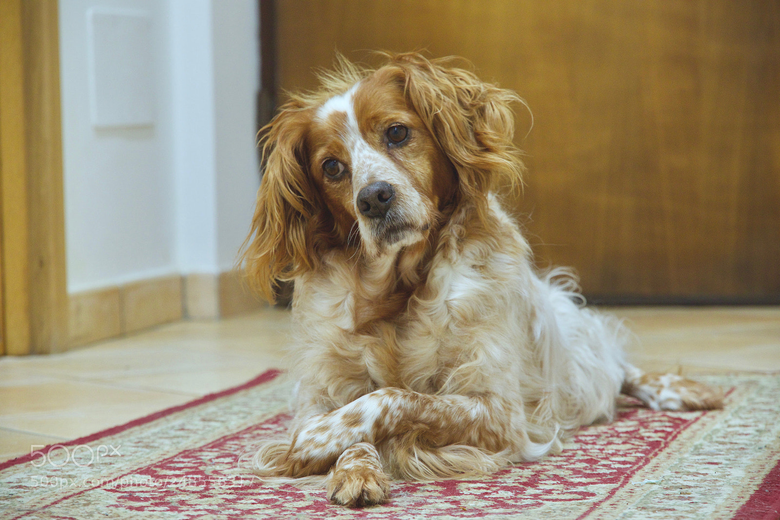 Canon EOS 7D Mark II sample photo. Un cane per modella! photography