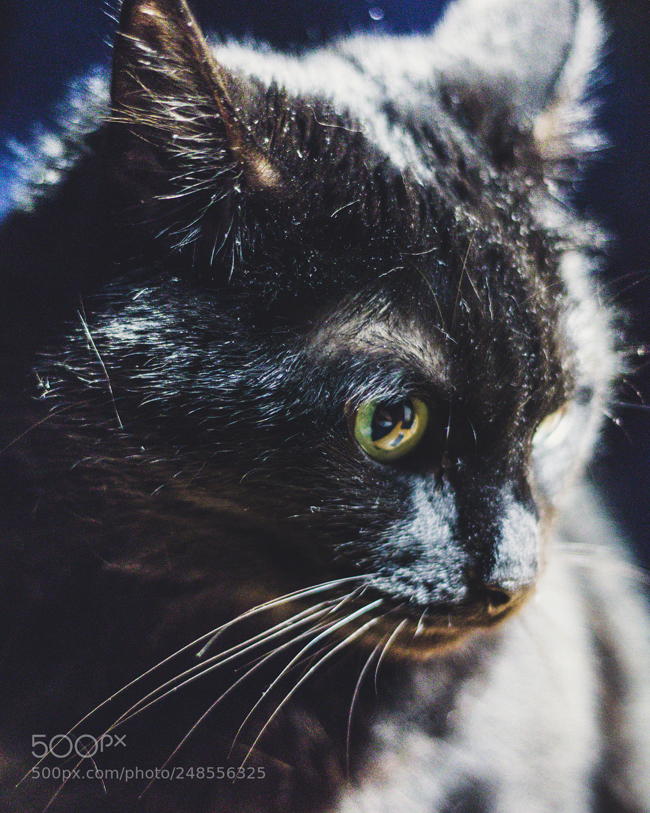 Canon EOS 200D (EOS Rebel SL2 / EOS Kiss X9) sample photo. Mika, bombat cat photography