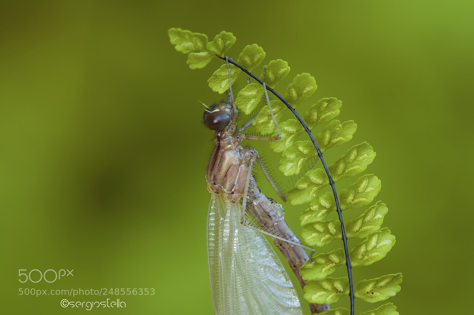 Nikon D90 sample photo. Calopteryx on the fern______ photography