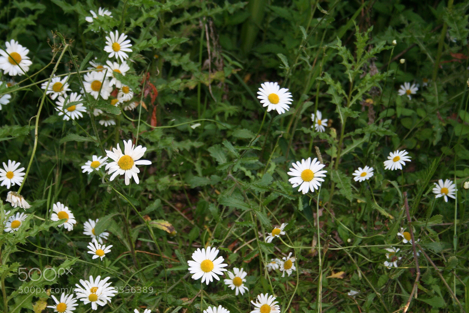 Canon EOS 350D (EOS Digital Rebel XT / EOS Kiss Digital N) sample photo. Richmond park photography