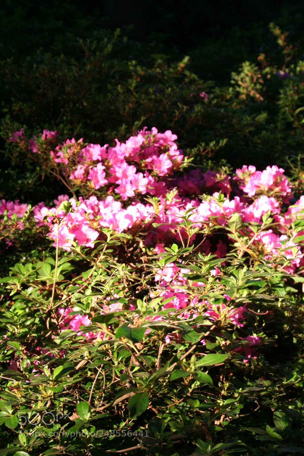 Canon EOS 350D (EOS Digital Rebel XT / EOS Kiss Digital N) sample photo. Richmond park photography