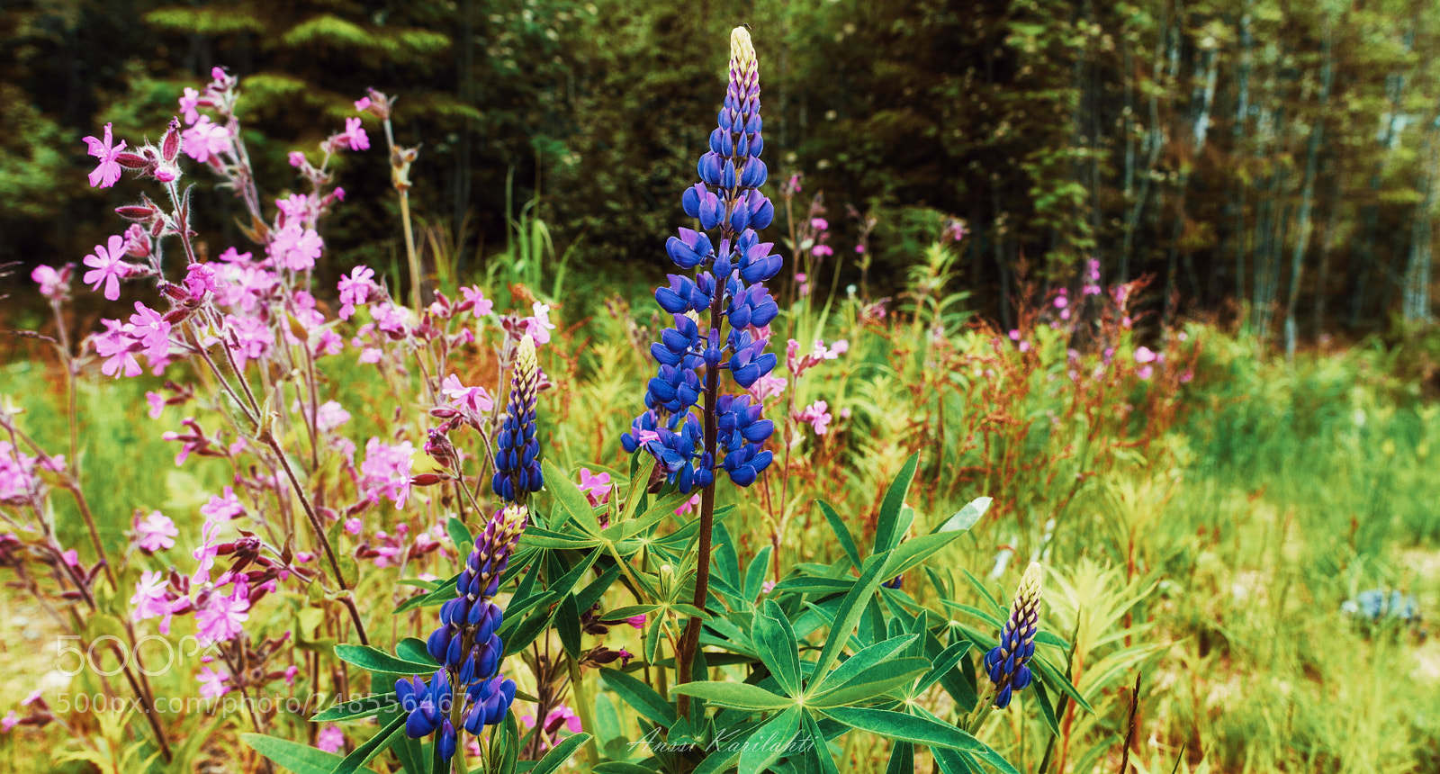 Nikon D600 sample photo. Nature colors photography
