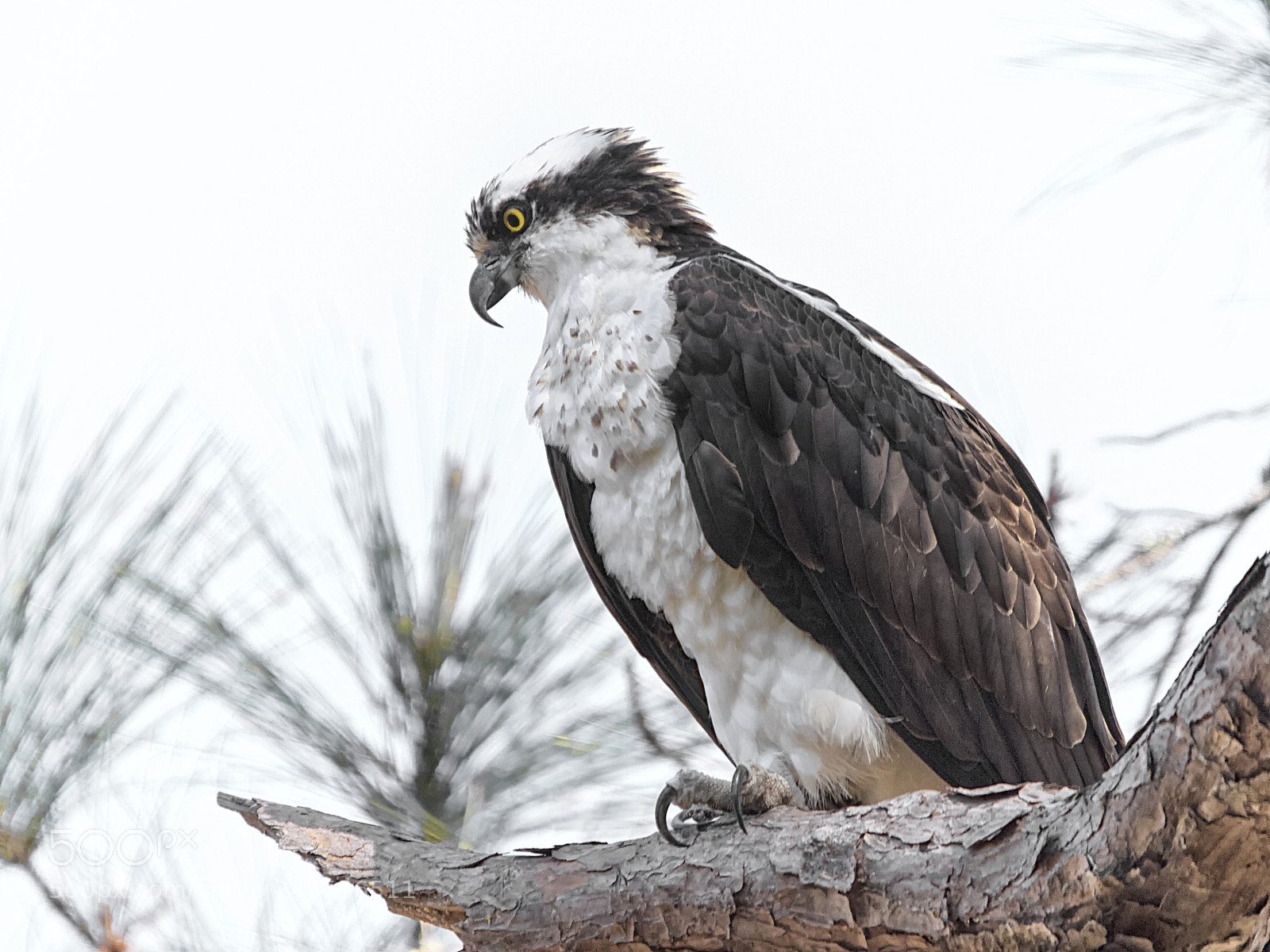 Canon EOS 7D sample photo. Osprey photography