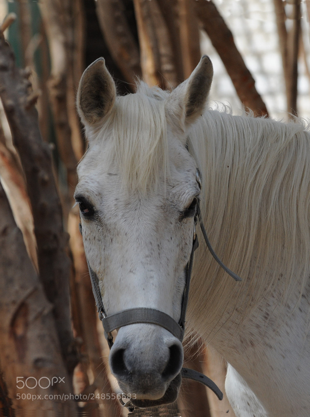 Nikon D700 sample photo. Horse photography