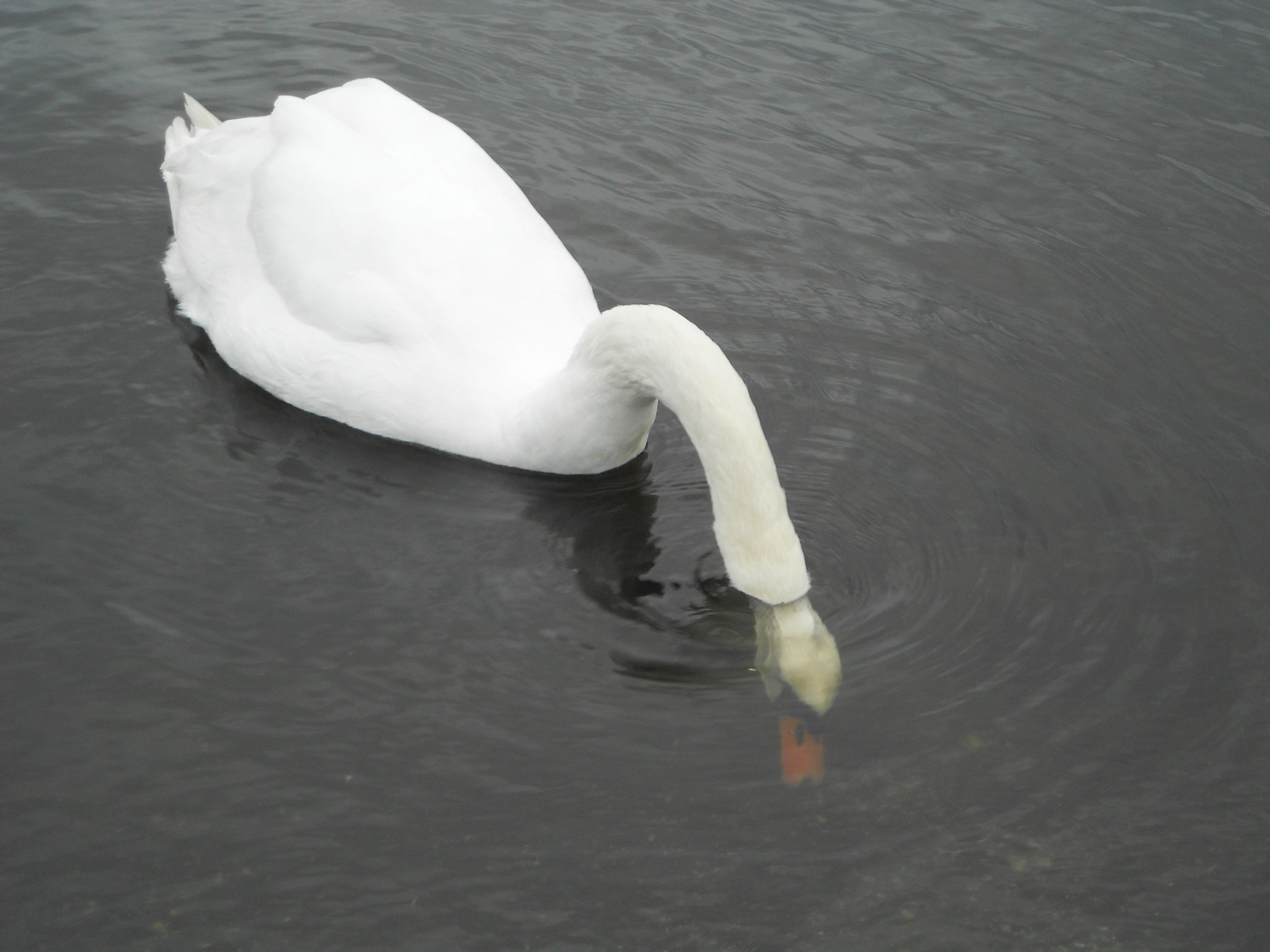 Nikon Coolpix S3100 sample photo. Richmond park photography