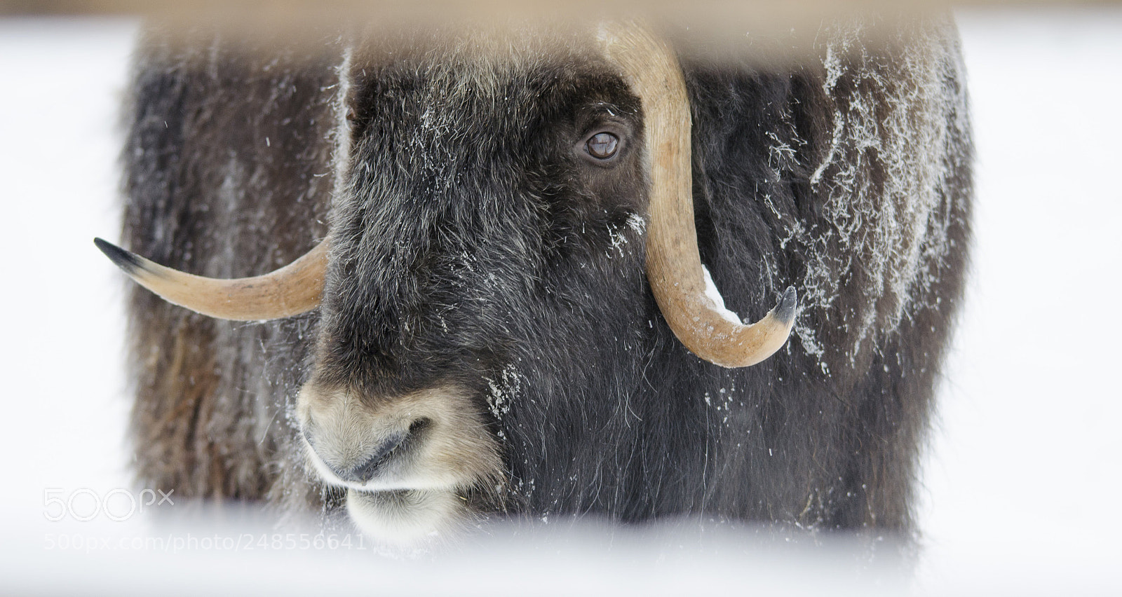 Nikon D5100 sample photo. Musk ox photography