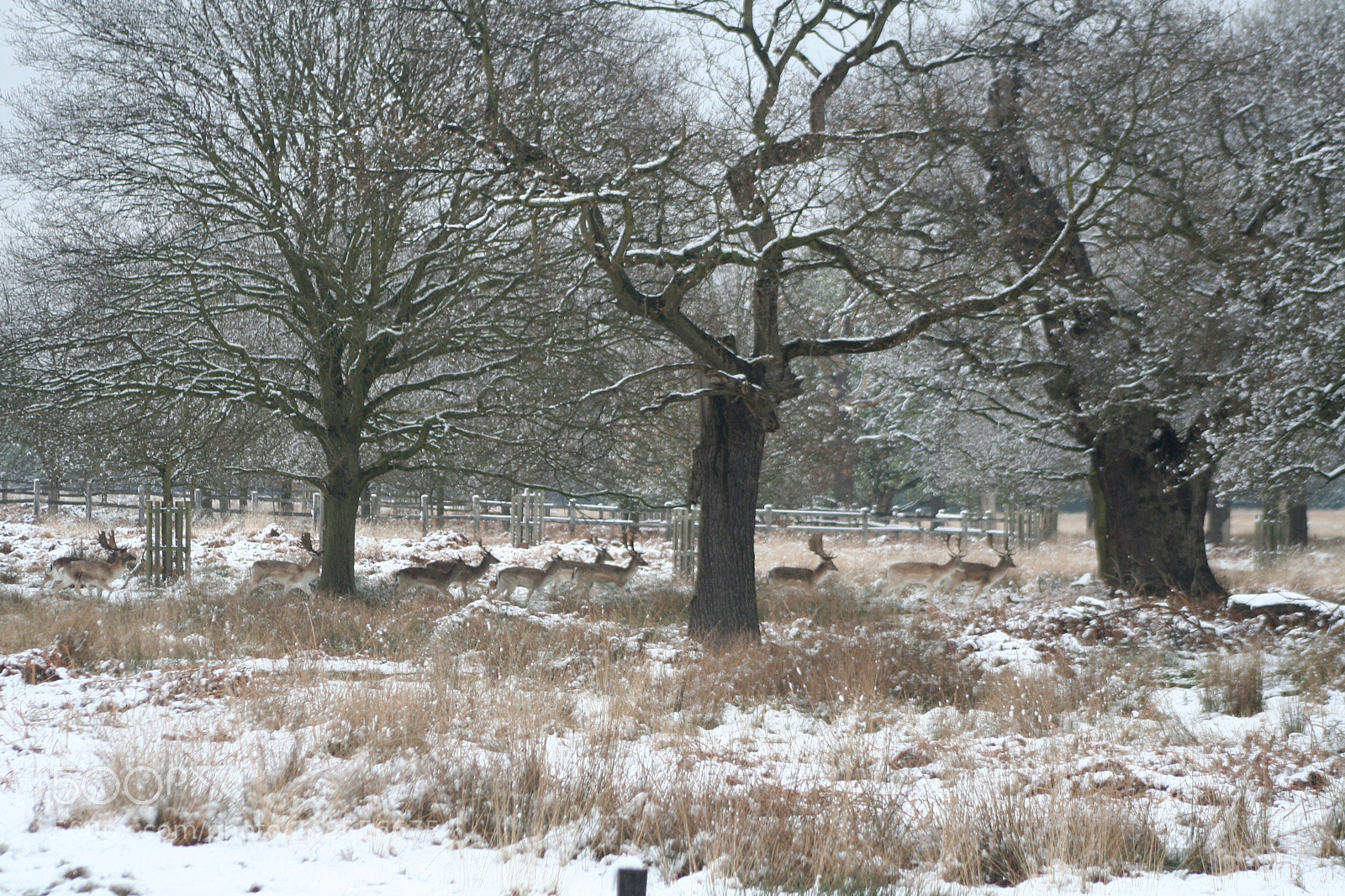 Canon EOS 350D (EOS Digital Rebel XT / EOS Kiss Digital N) sample photo. Richmond park photography