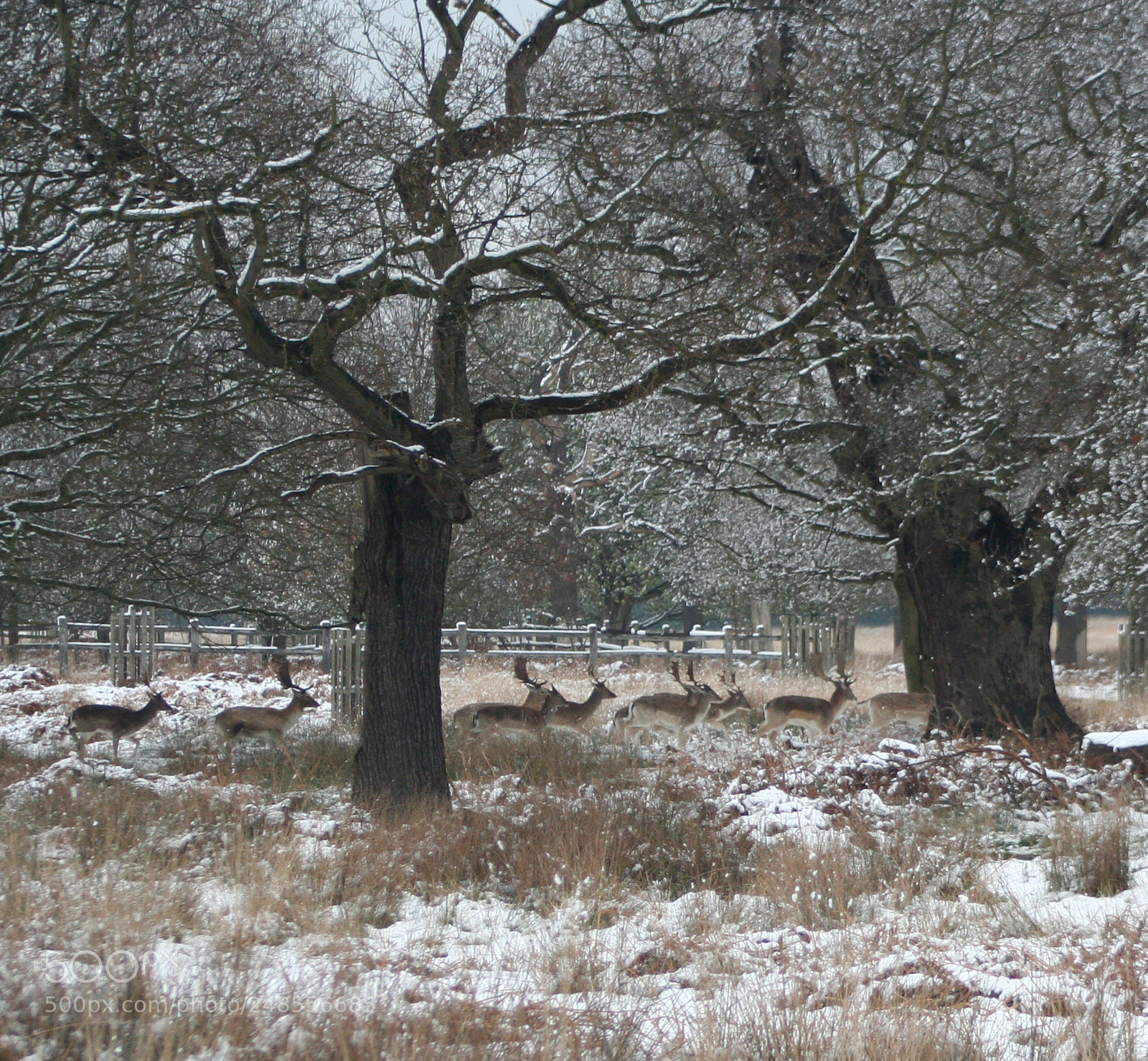 Canon EOS 350D (EOS Digital Rebel XT / EOS Kiss Digital N) sample photo. Richmond park photography