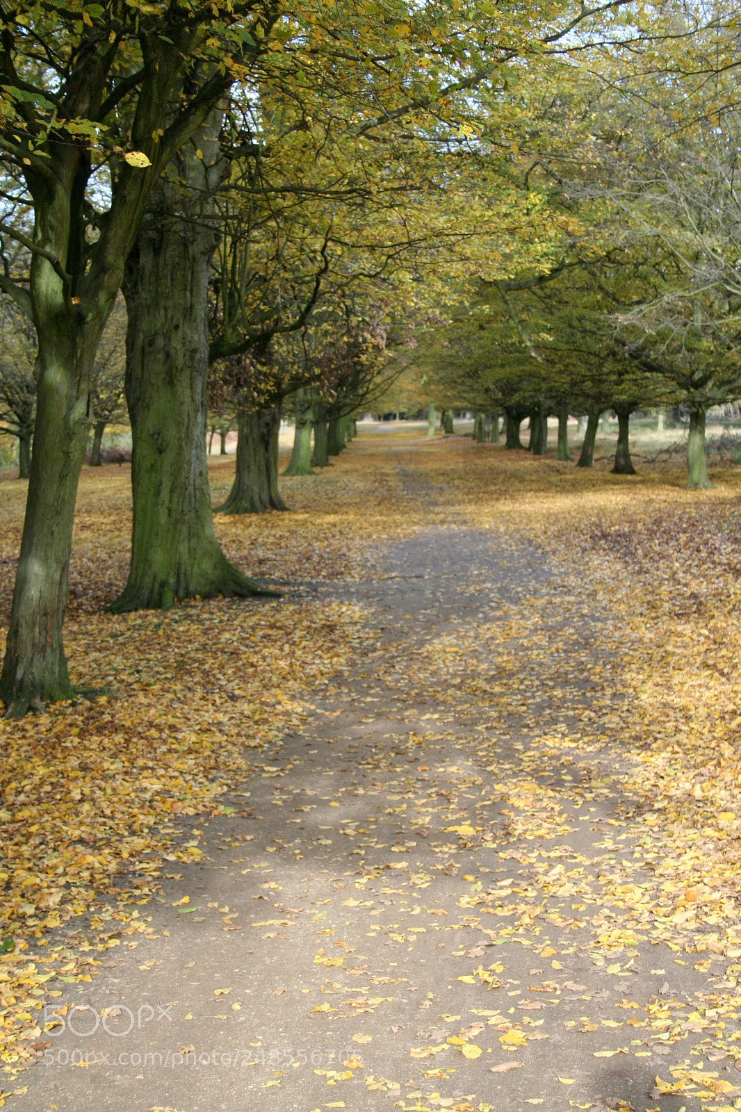 Canon EOS 350D (EOS Digital Rebel XT / EOS Kiss Digital N) sample photo. Richmond park photography