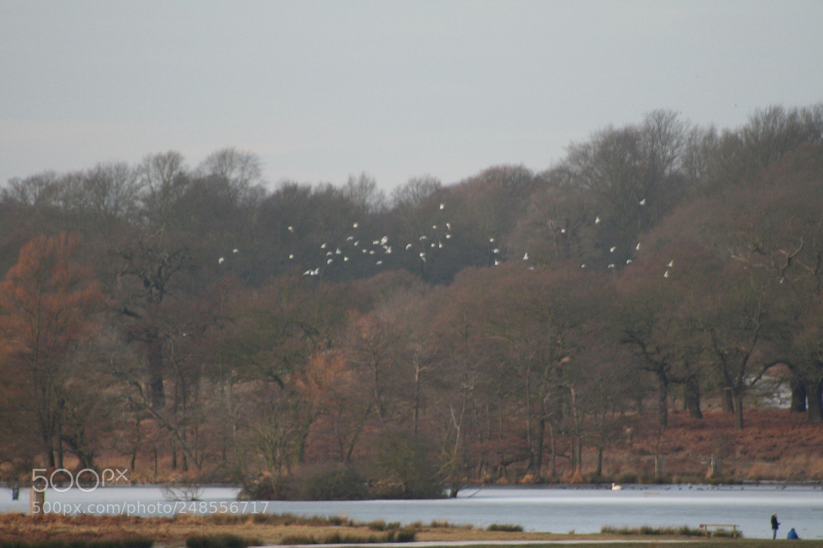 Canon EOS 350D (EOS Digital Rebel XT / EOS Kiss Digital N) sample photo. Richmond park photography
