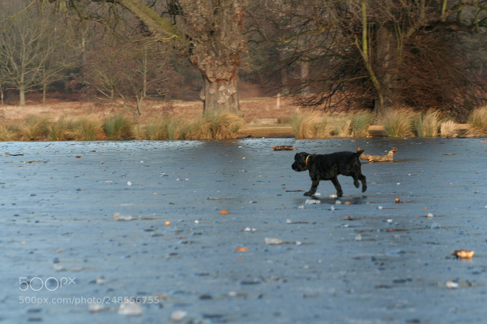 Canon EOS 350D (EOS Digital Rebel XT / EOS Kiss Digital N) sample photo. Richmond park photography