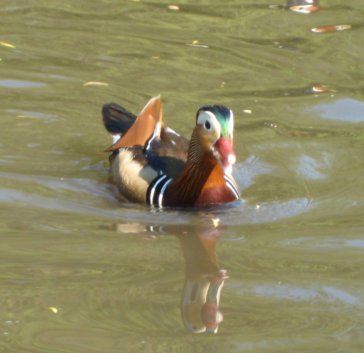 Canon DIGITAL IXUS 75 sample photo. Richmond park photography