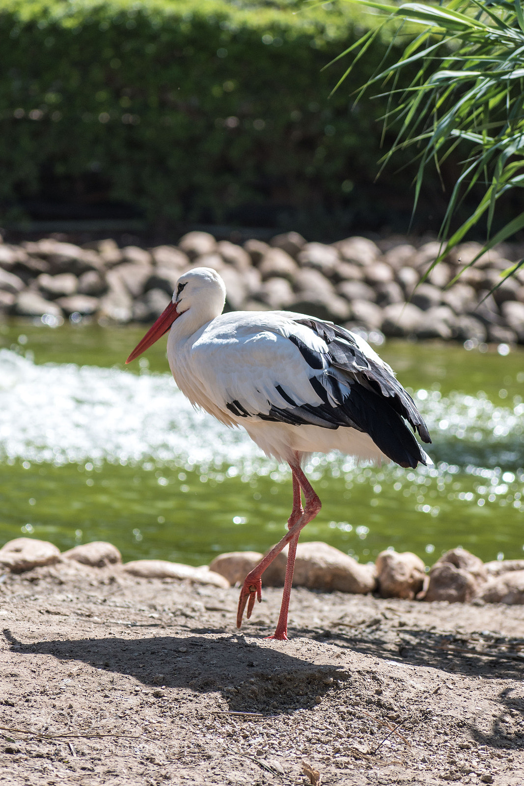 Nikon D5600 sample photo. Day at the zoo photography