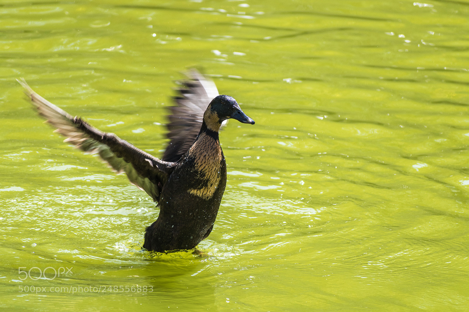 Nikon D5600 sample photo. Splash! photography