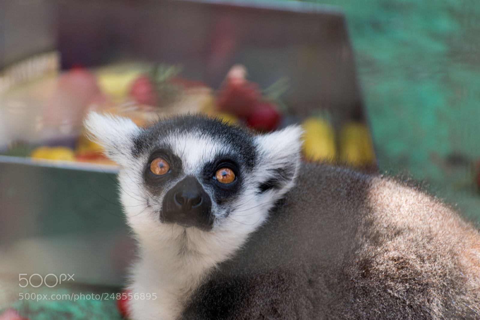Nikon D5600 sample photo. Day at the zoo photography