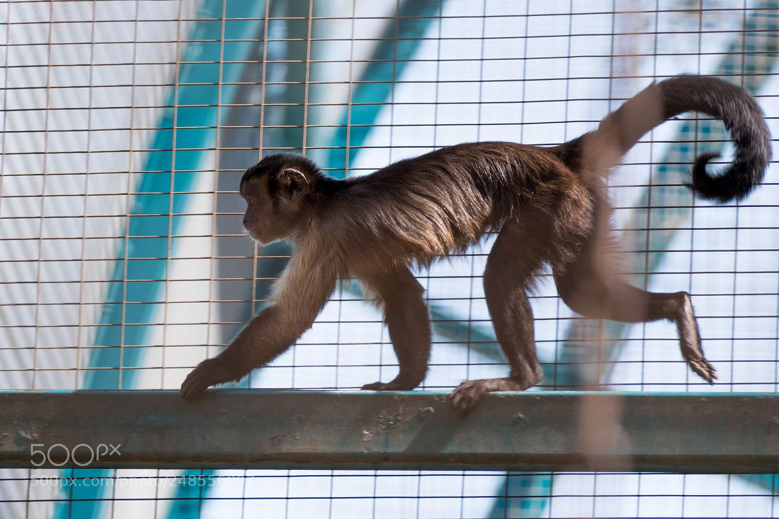 Nikon D5600 sample photo. Day at the zoo photography