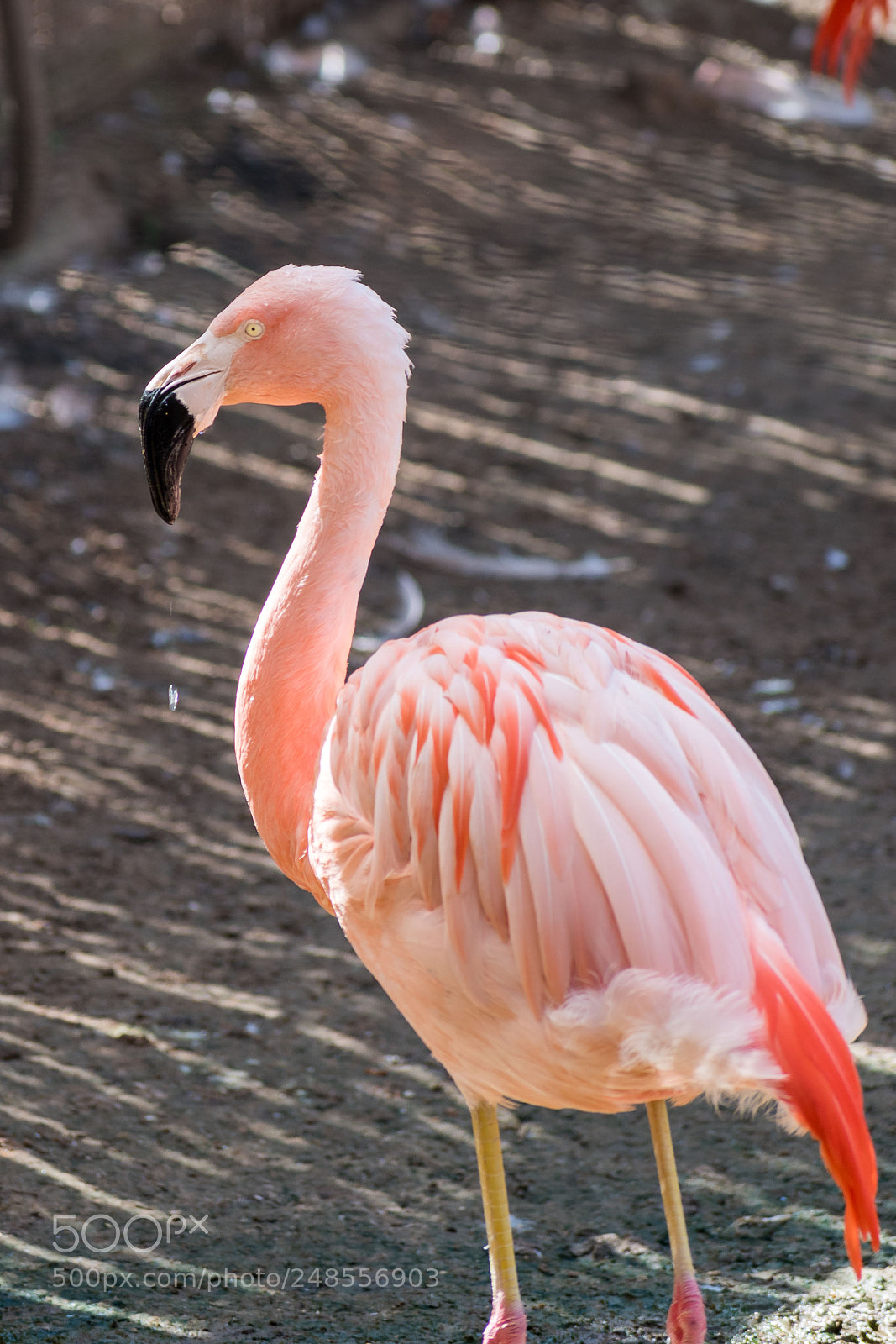 Nikon D5600 sample photo. Day at the zoo photography