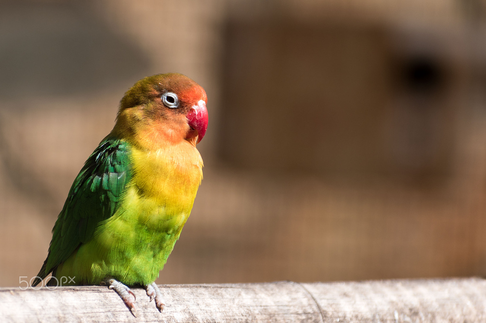 Nikon D5600 sample photo. Day at the zoo photography