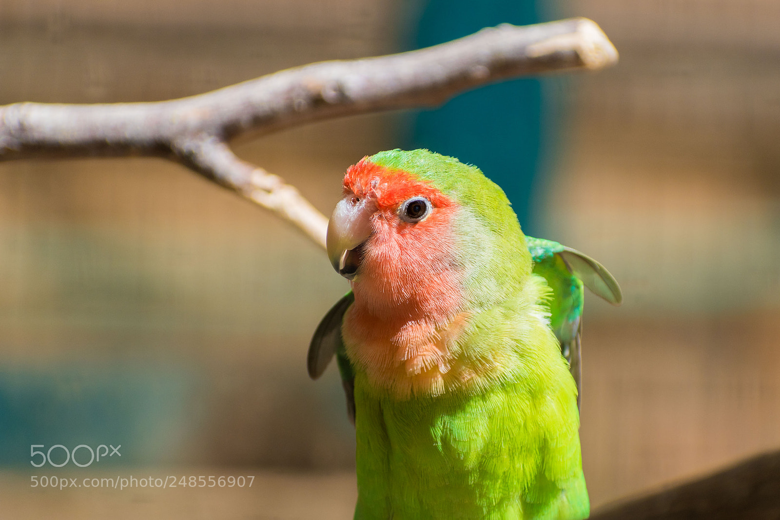 Nikon D5600 sample photo. Day at the zoo photography