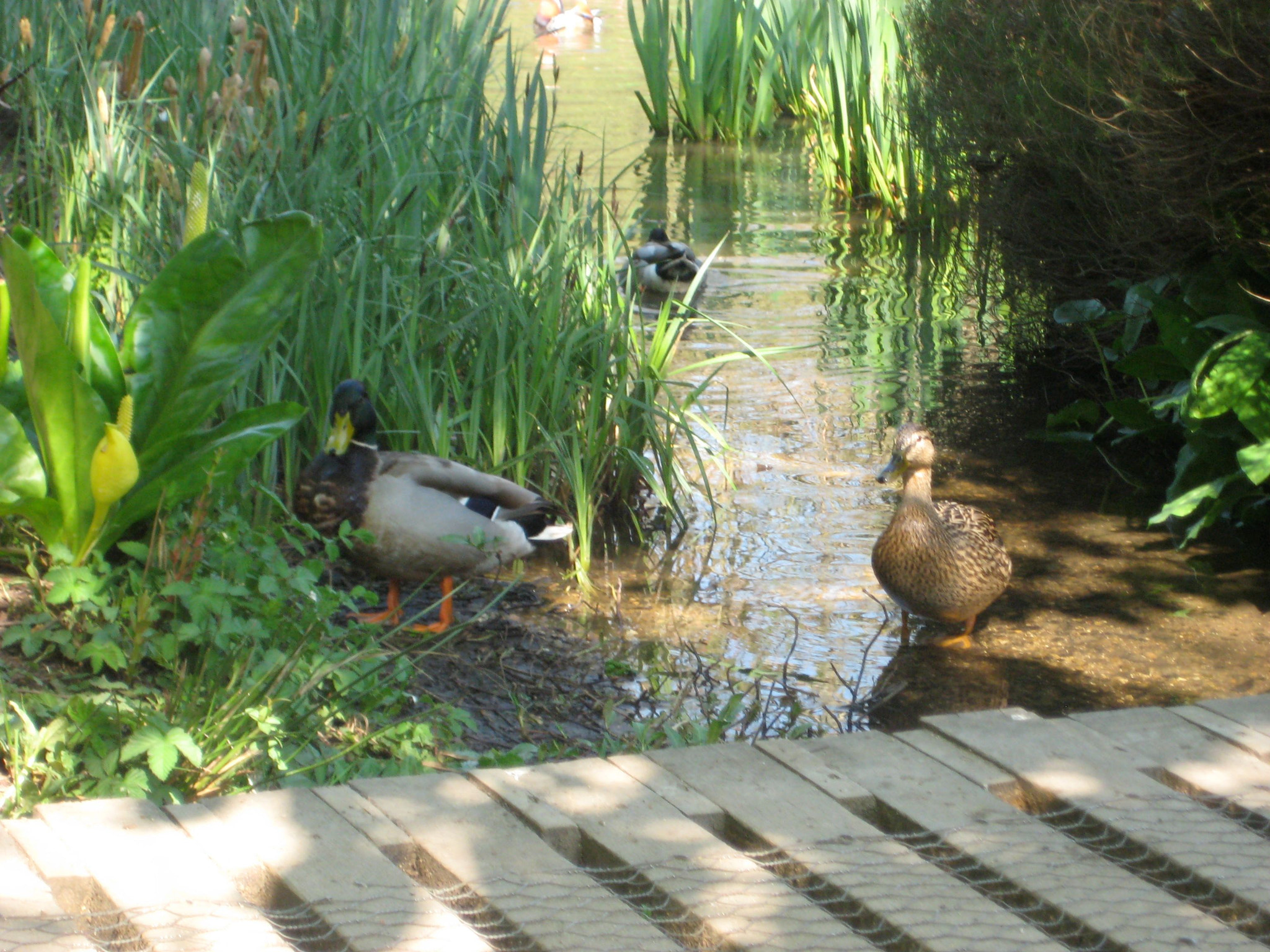 Canon DIGITAL IXUS 75 sample photo. Richmond park photography