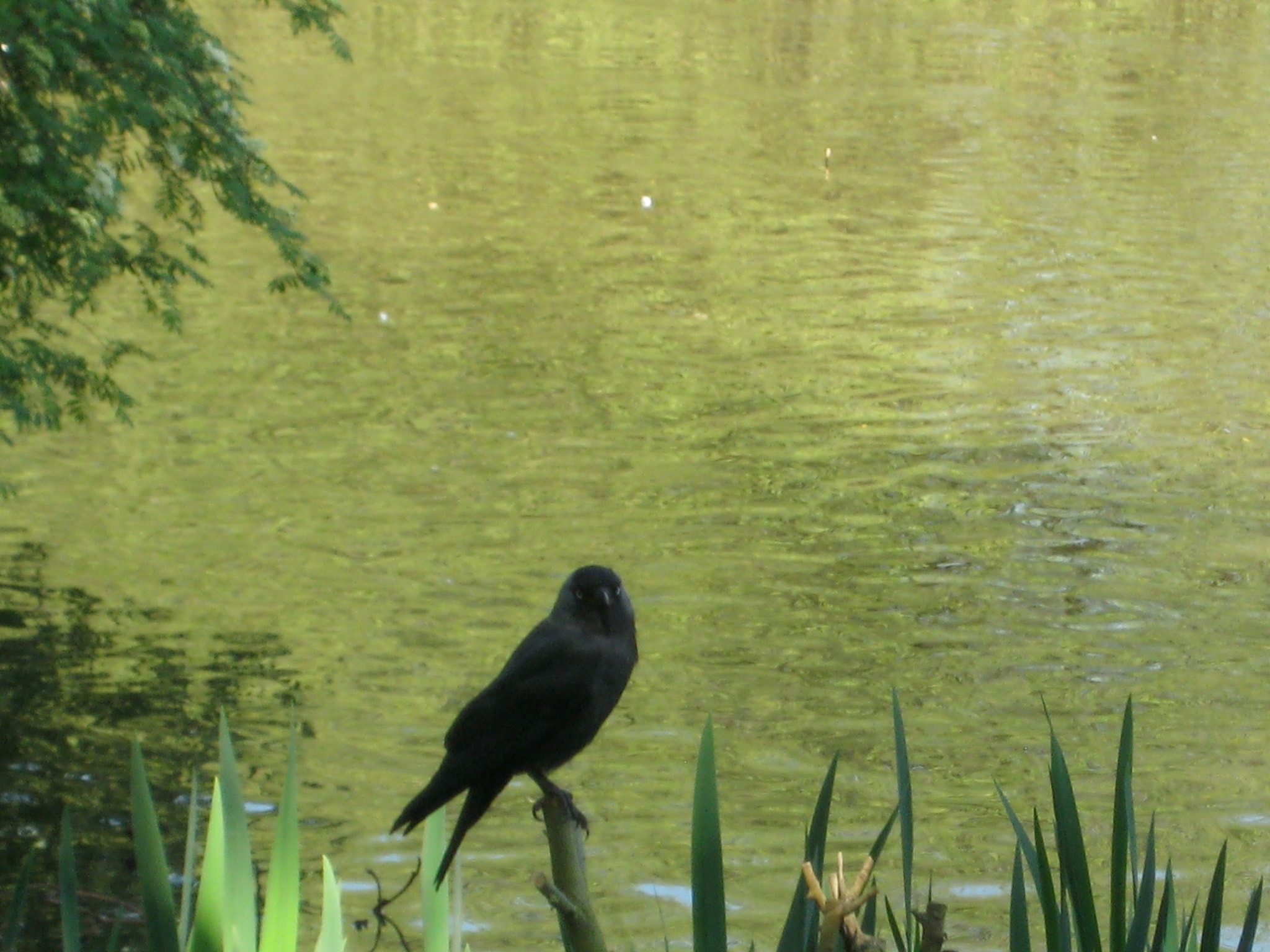 Canon DIGITAL IXUS 75 sample photo. Richmond park photography