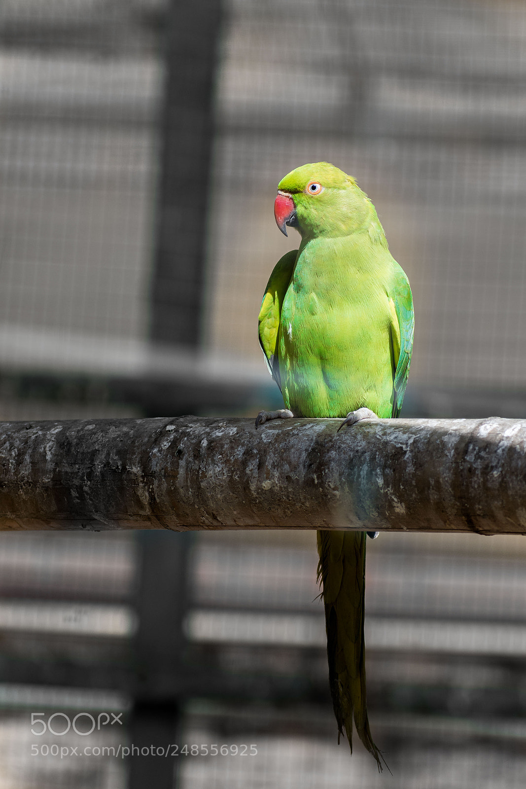 Nikon D5600 sample photo. Day at the zoo photography