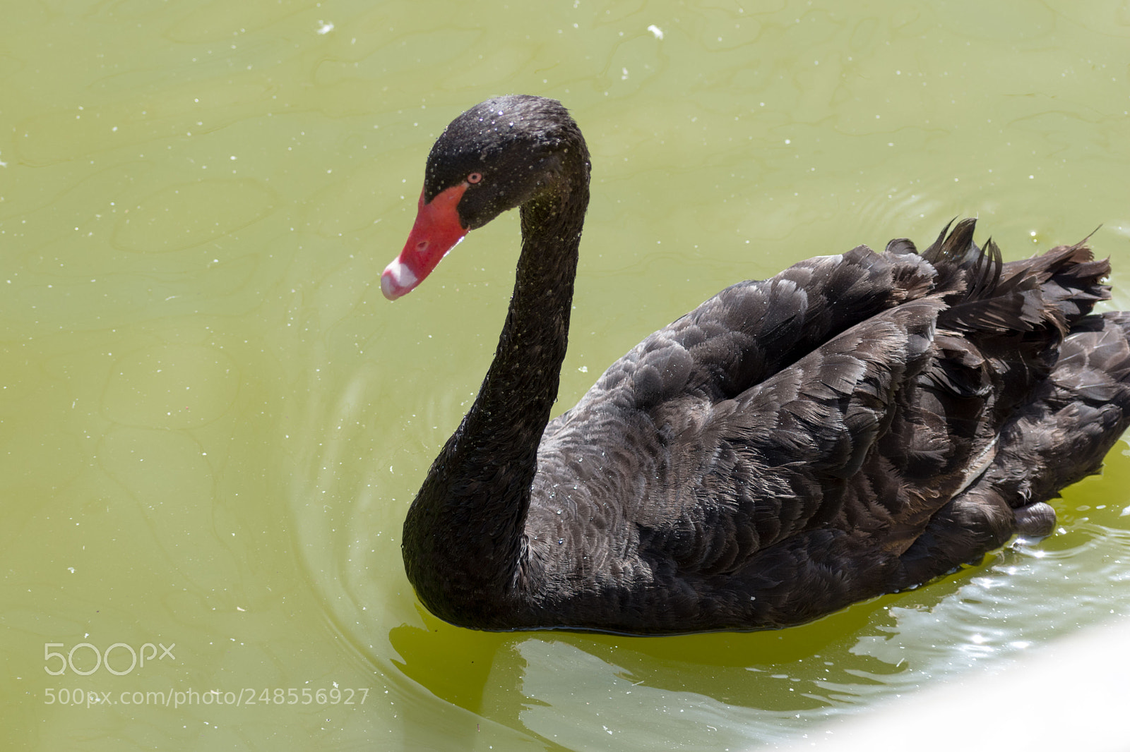 Nikon D5600 sample photo. Day at the zoo photography