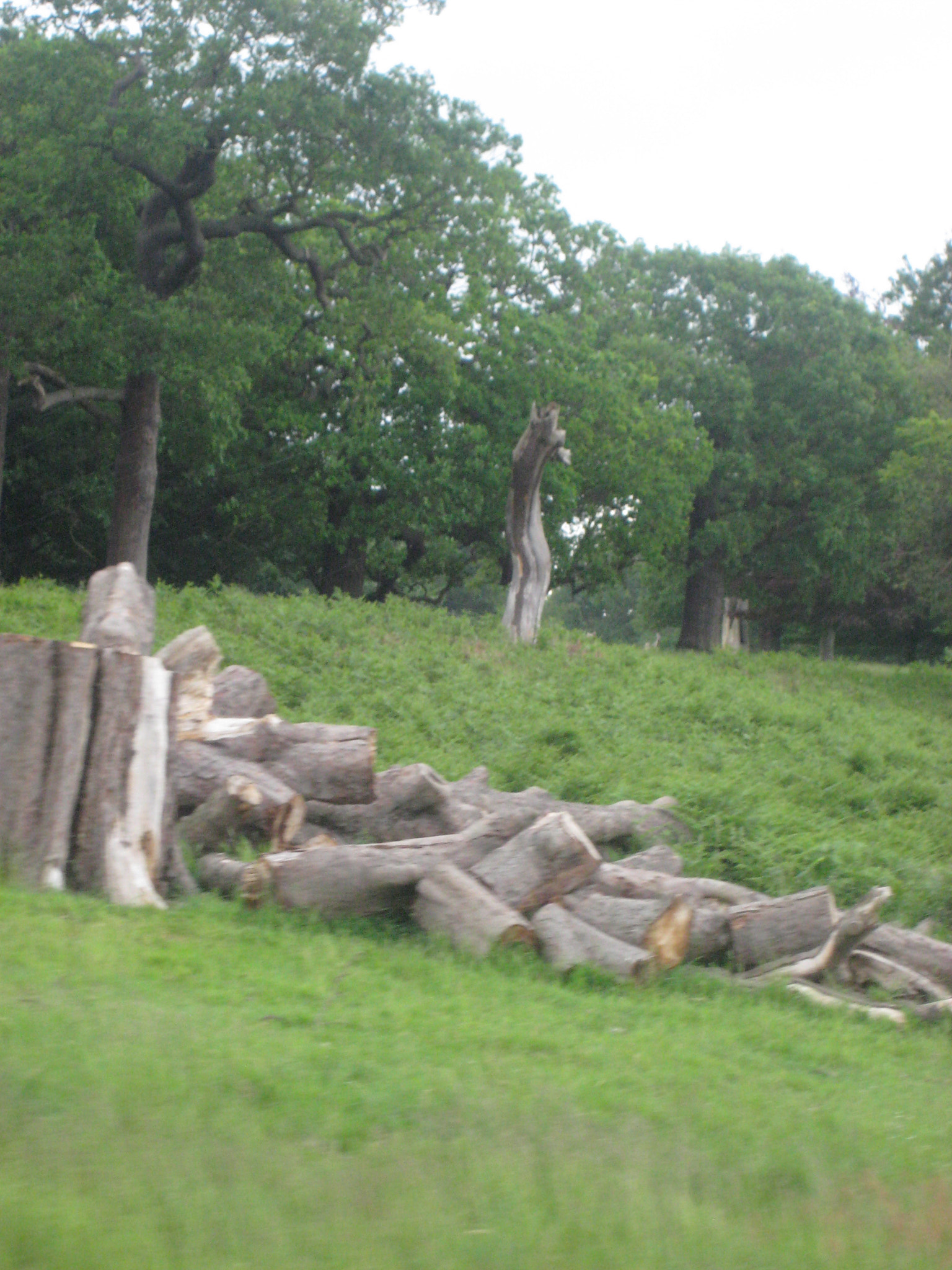 Canon DIGITAL IXUS 75 sample photo. Richmond park photography