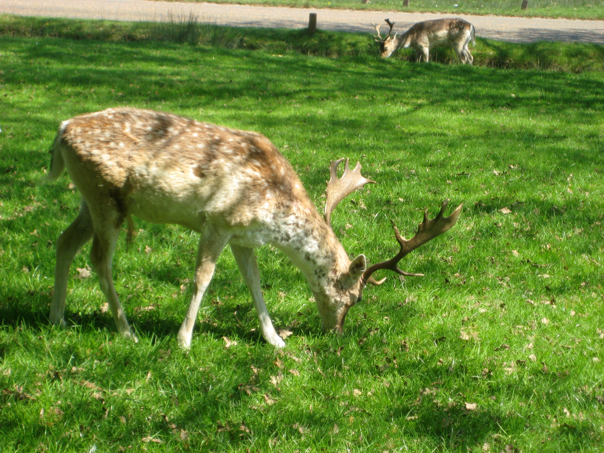 Canon DIGITAL IXUS 75 sample photo. Richmond park photography