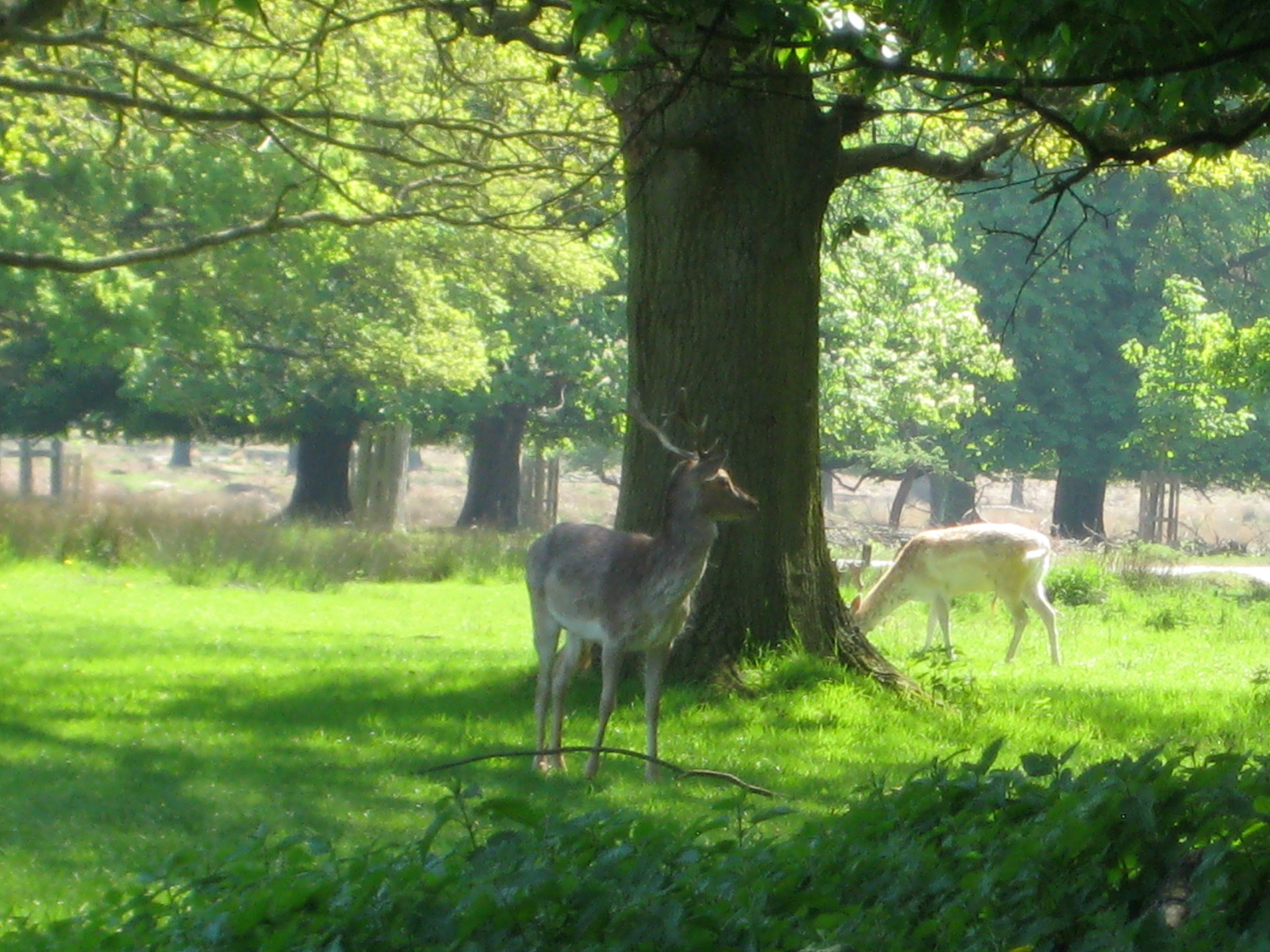 Canon DIGITAL IXUS 75 sample photo. Richmond park photography