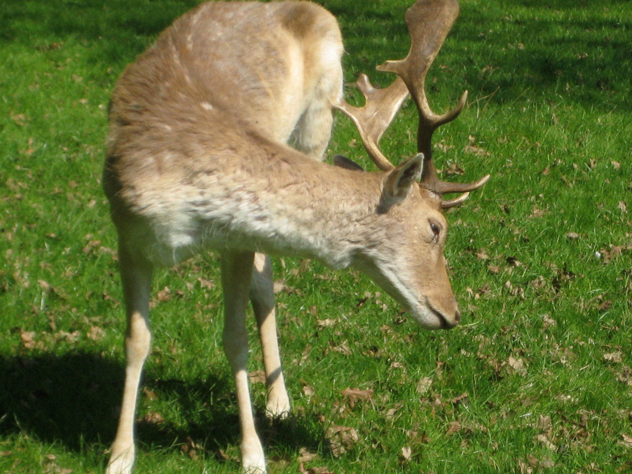 Canon DIGITAL IXUS 75 sample photo. Richmond park photography