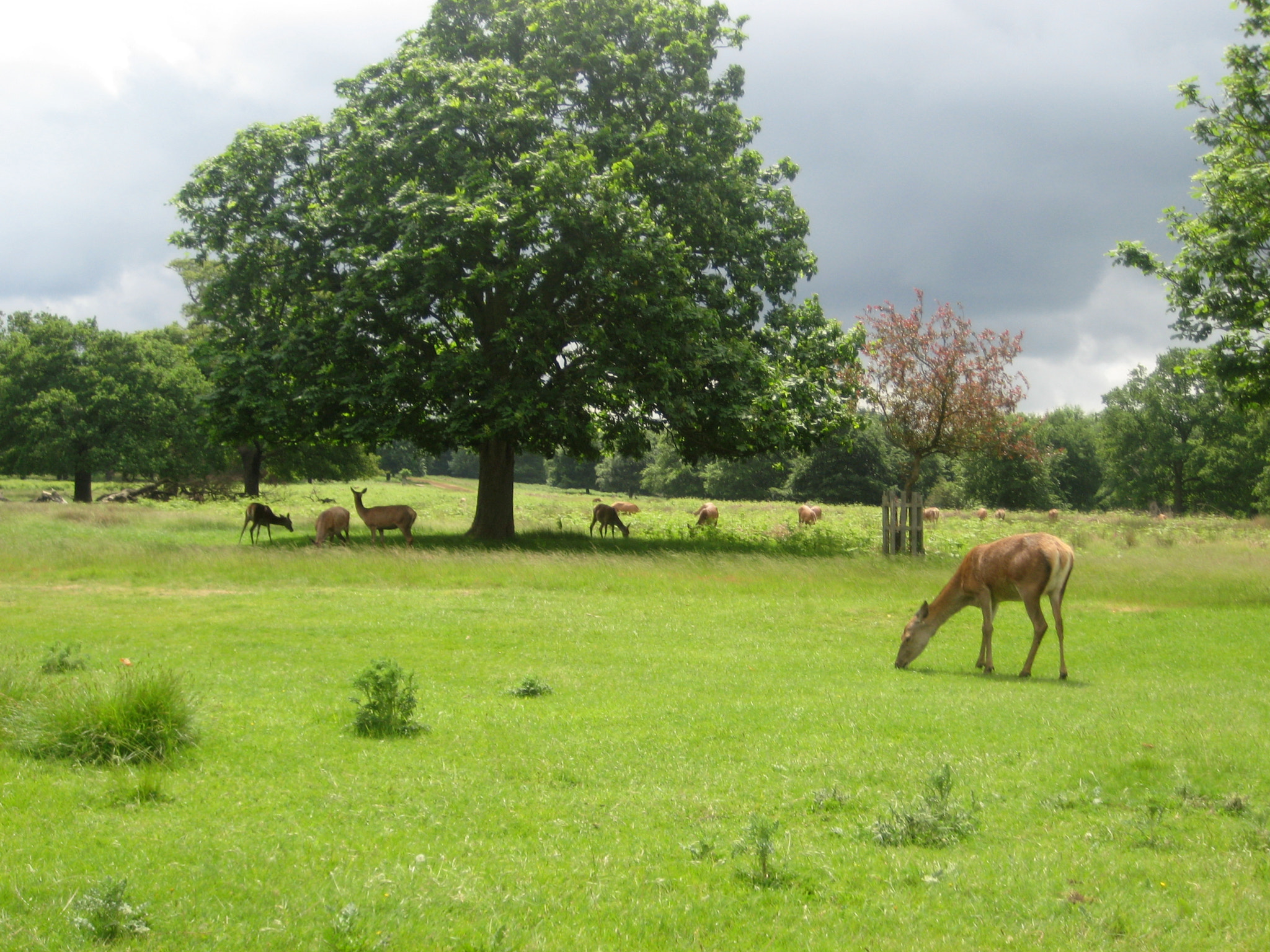 Canon DIGITAL IXUS 75 sample photo. Richmond park photography