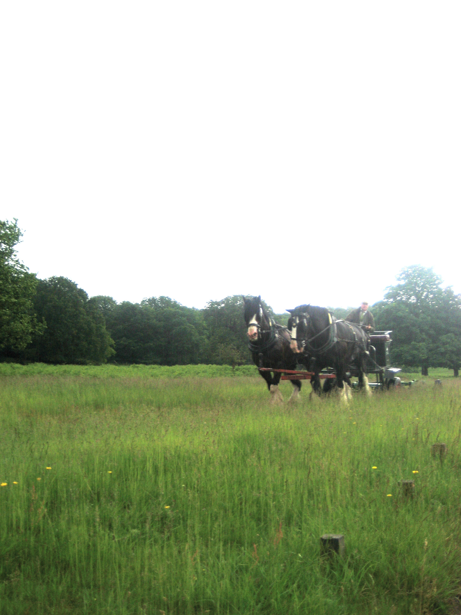 Canon DIGITAL IXUS 75 sample photo. Richmond park photography