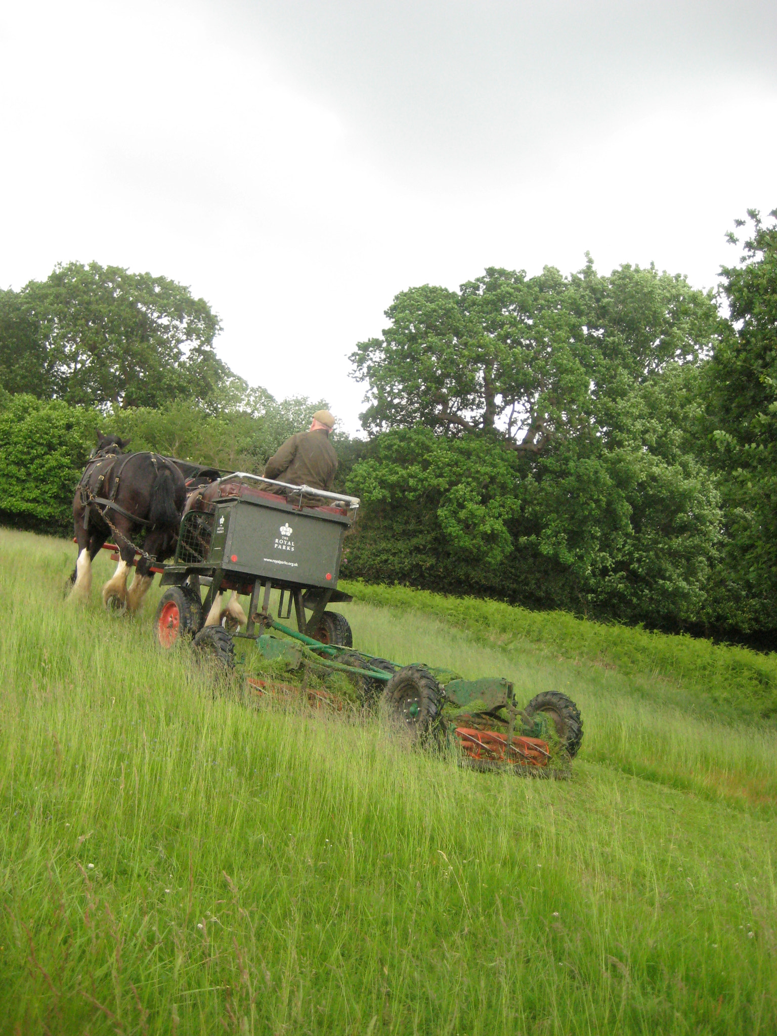 Canon DIGITAL IXUS 75 sample photo. Richmond park photography