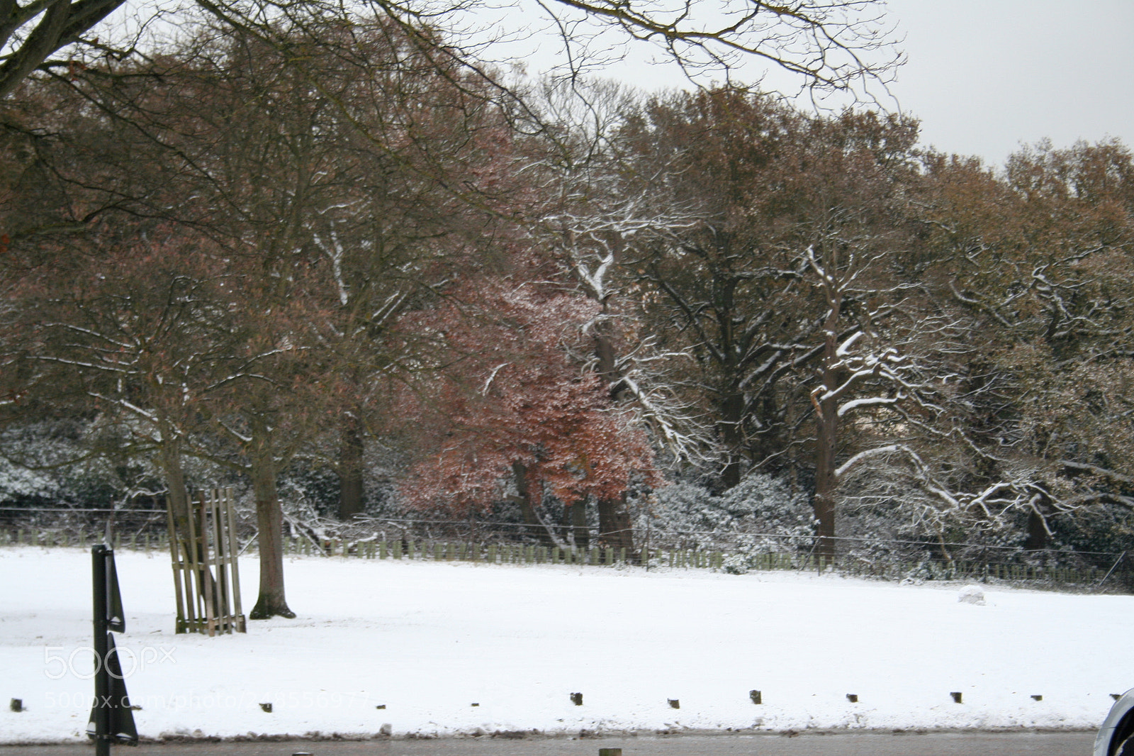 Canon EOS 350D (EOS Digital Rebel XT / EOS Kiss Digital N) sample photo. Richmond park photography